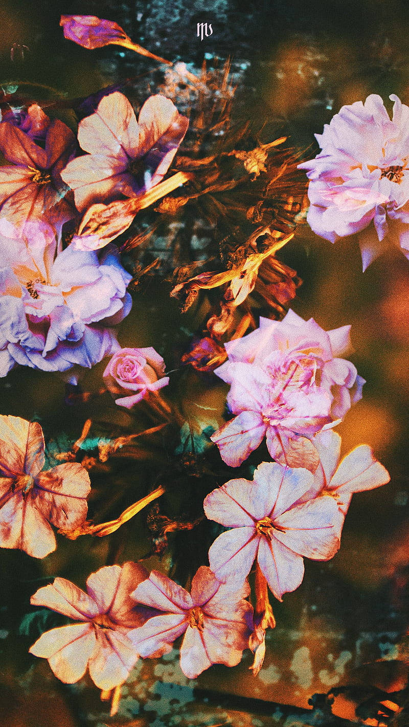 Aesthetic Spring 桌布 壁紙 — 鮮豔的粉紅色和紫色花朵漂浮在溫暖的金色水中，背景柔和模糊。