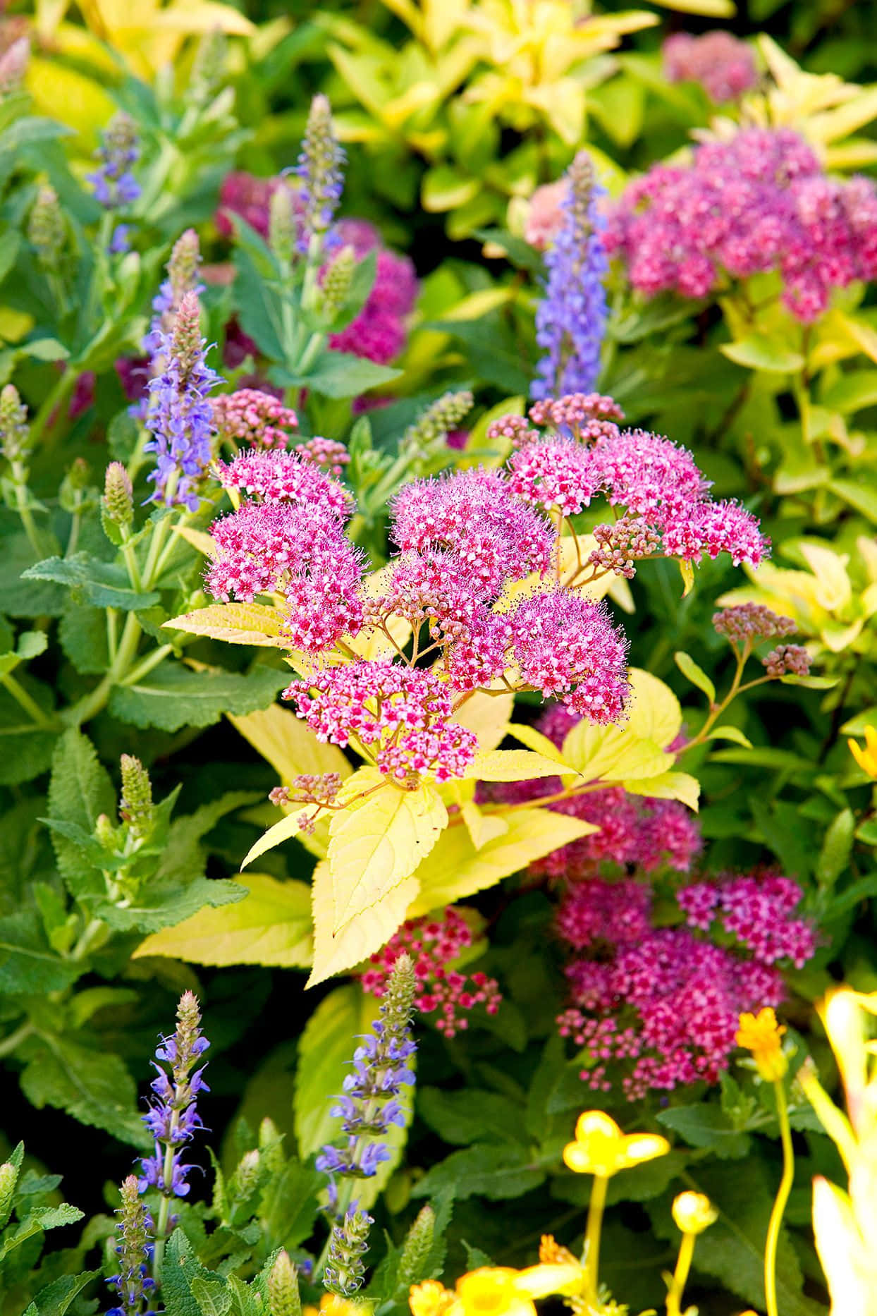 Beautiful Flower 桌布 壁紙 — 鮮豔的粉紅色和紫色花簇在陽光普照的花園中，在茂密的綠色和金色葉子間盛開。