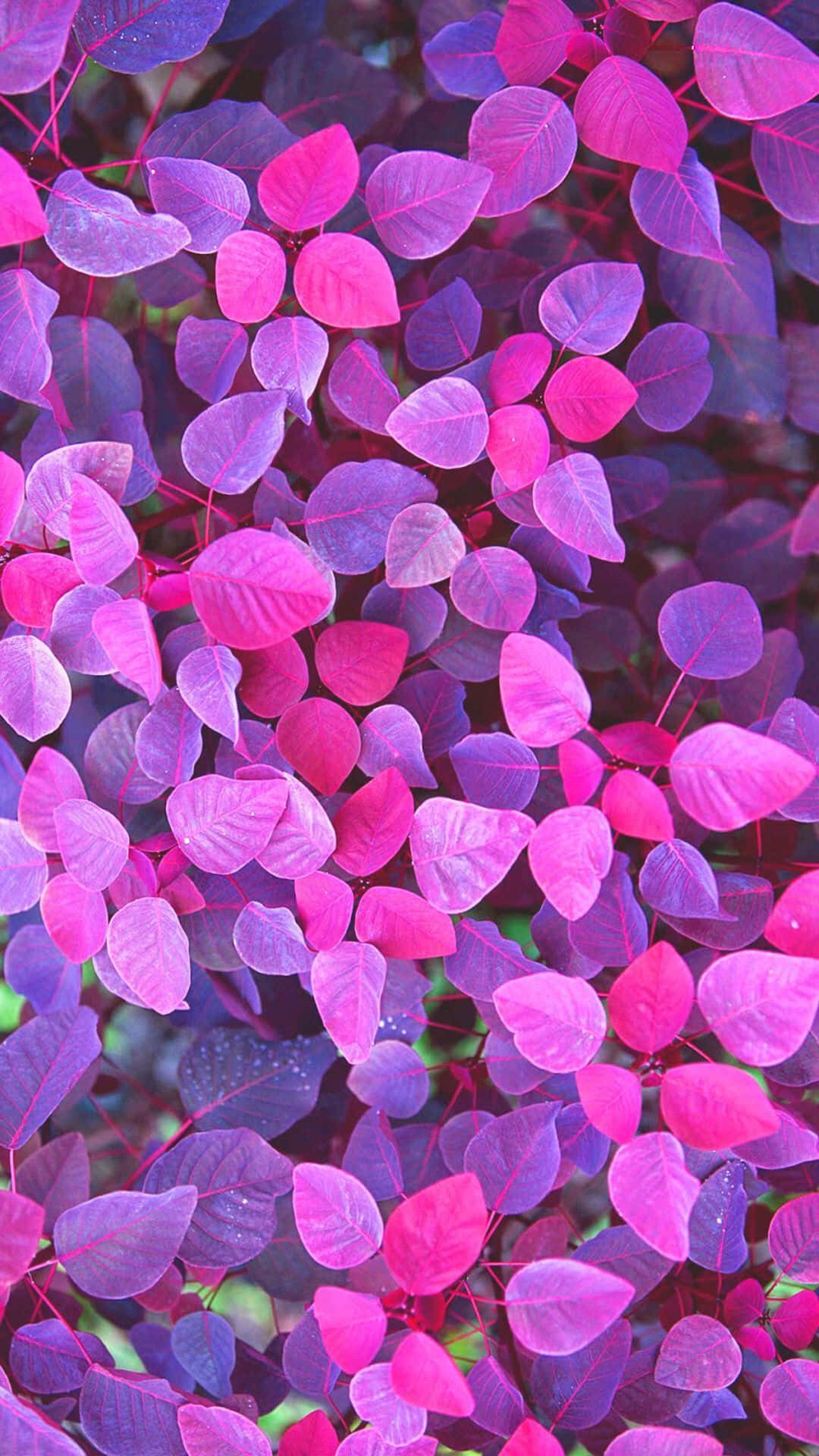 Magenta 桌布 壁紙 — 鮮豔的粉紅色和紫色葉片密集叢生，形成茂密多彩的葉片圖案。