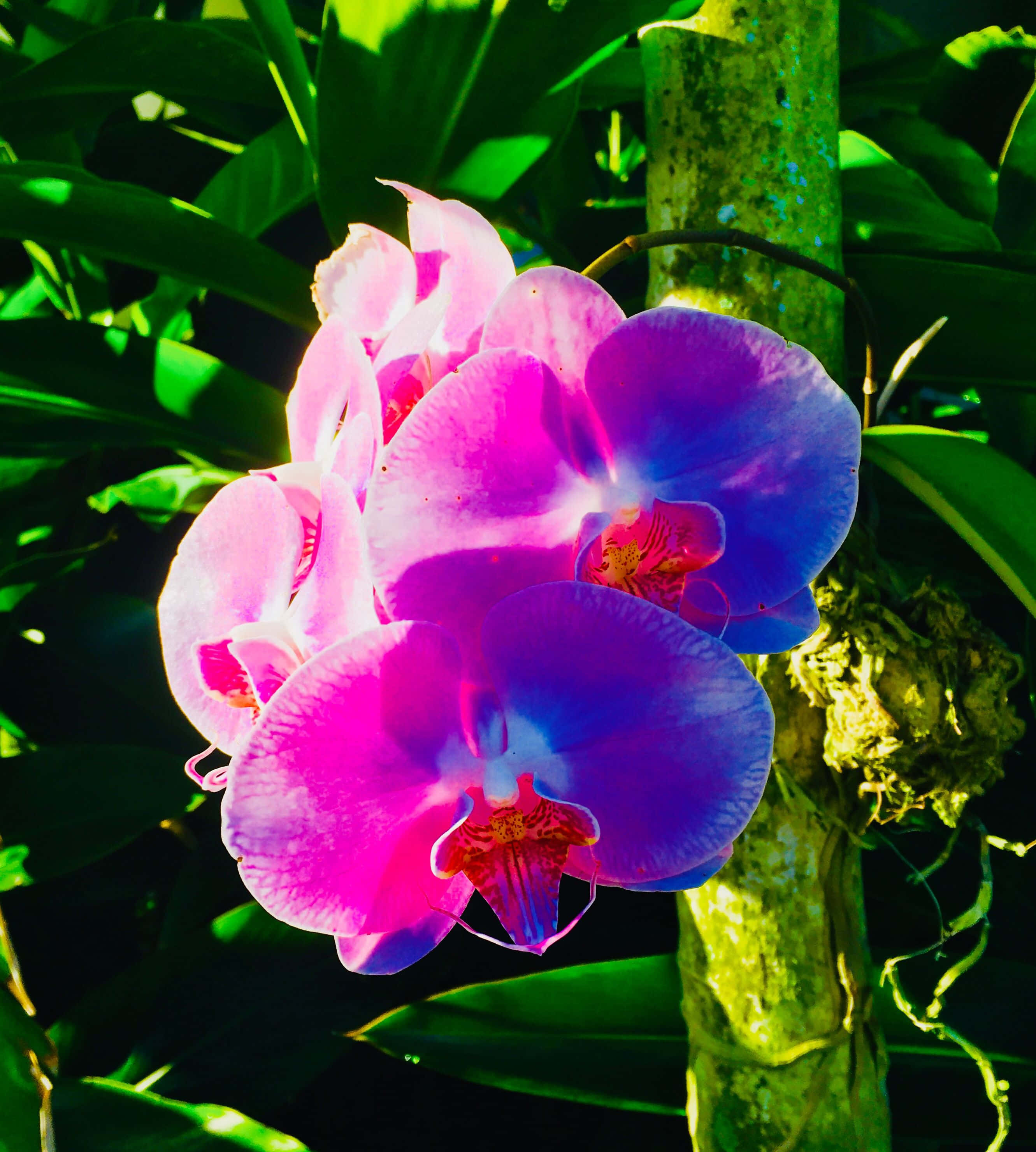 Flowers 桌布 壁紙 — 鮮豔的粉紅色和紫色蘭花在明亮的陽光下，在茂密的綠葉襯托下燦爛盛開。