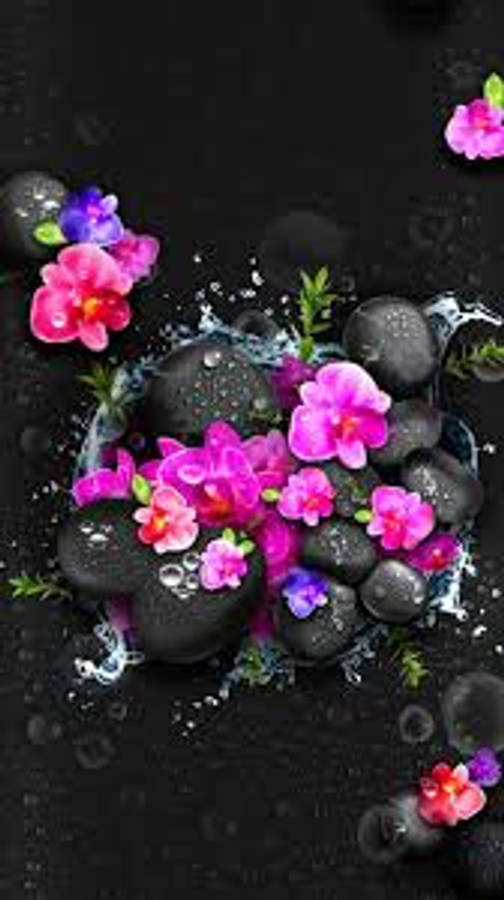 Themes 桌布 壁紙 — 鮮豔的粉紅色和紫色蘭花從深色背景上閃亮的黑色石頭周圍的水花中迸發出來。