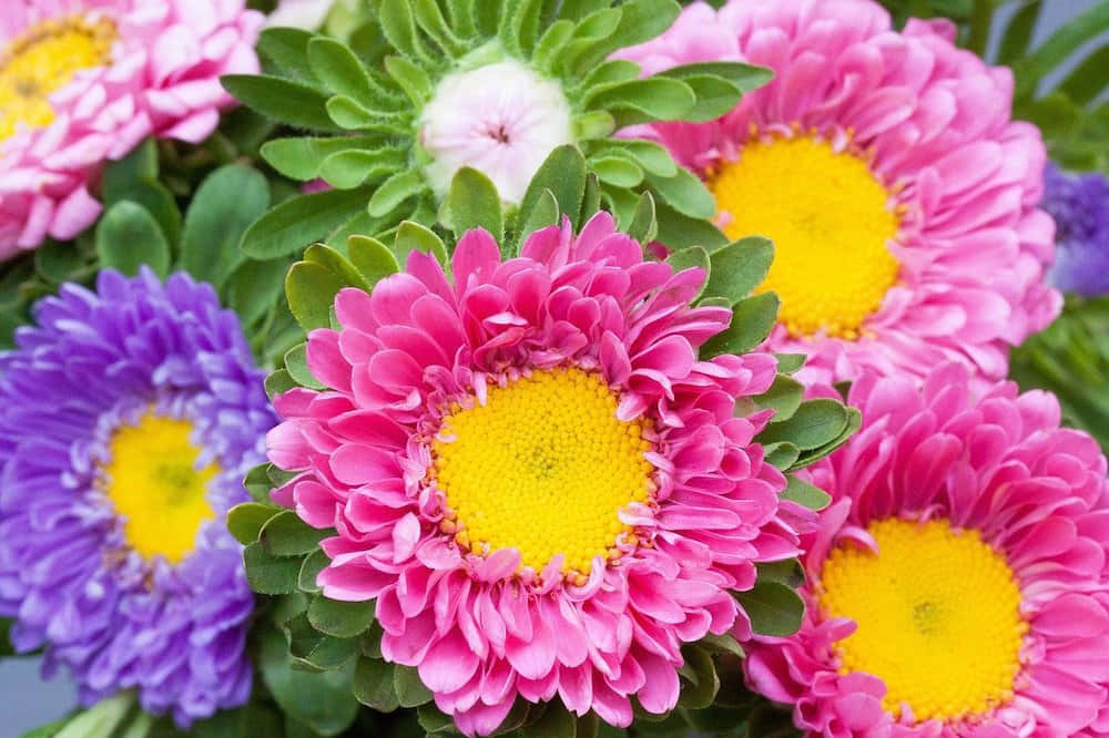 Fall Flowers 桌布 壁紙 — 鮮豔的粉紅色和紫色雛菊，帶有明亮的黃色中心，在茂密的綠葉間密集盛開。