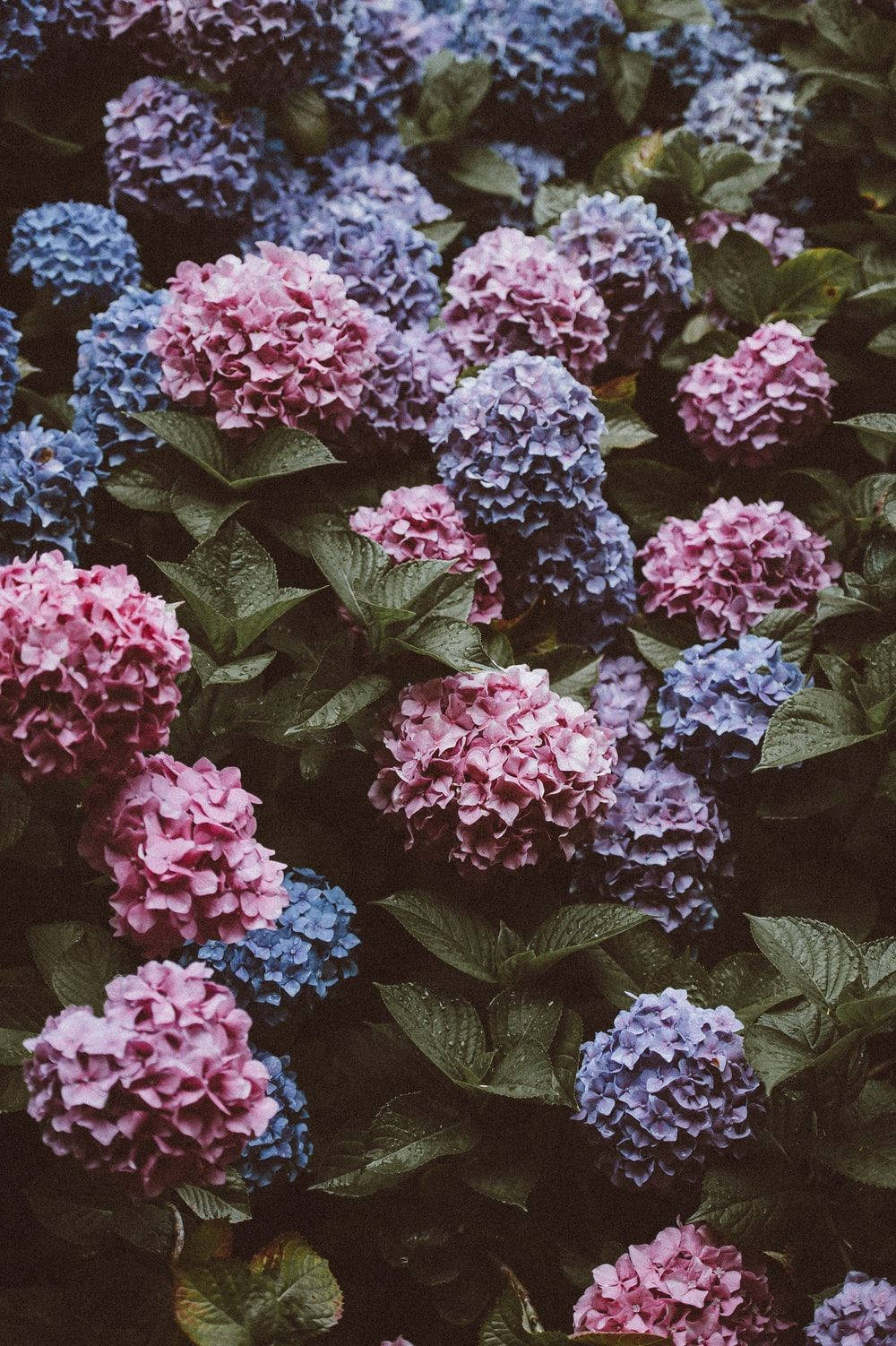 Flowers 桌布 壁紙 — 鮮豔的粉紅色和藍色繡球花簇擁在茂密的綠葉之間，營造出紋理豐富的花園場景。
