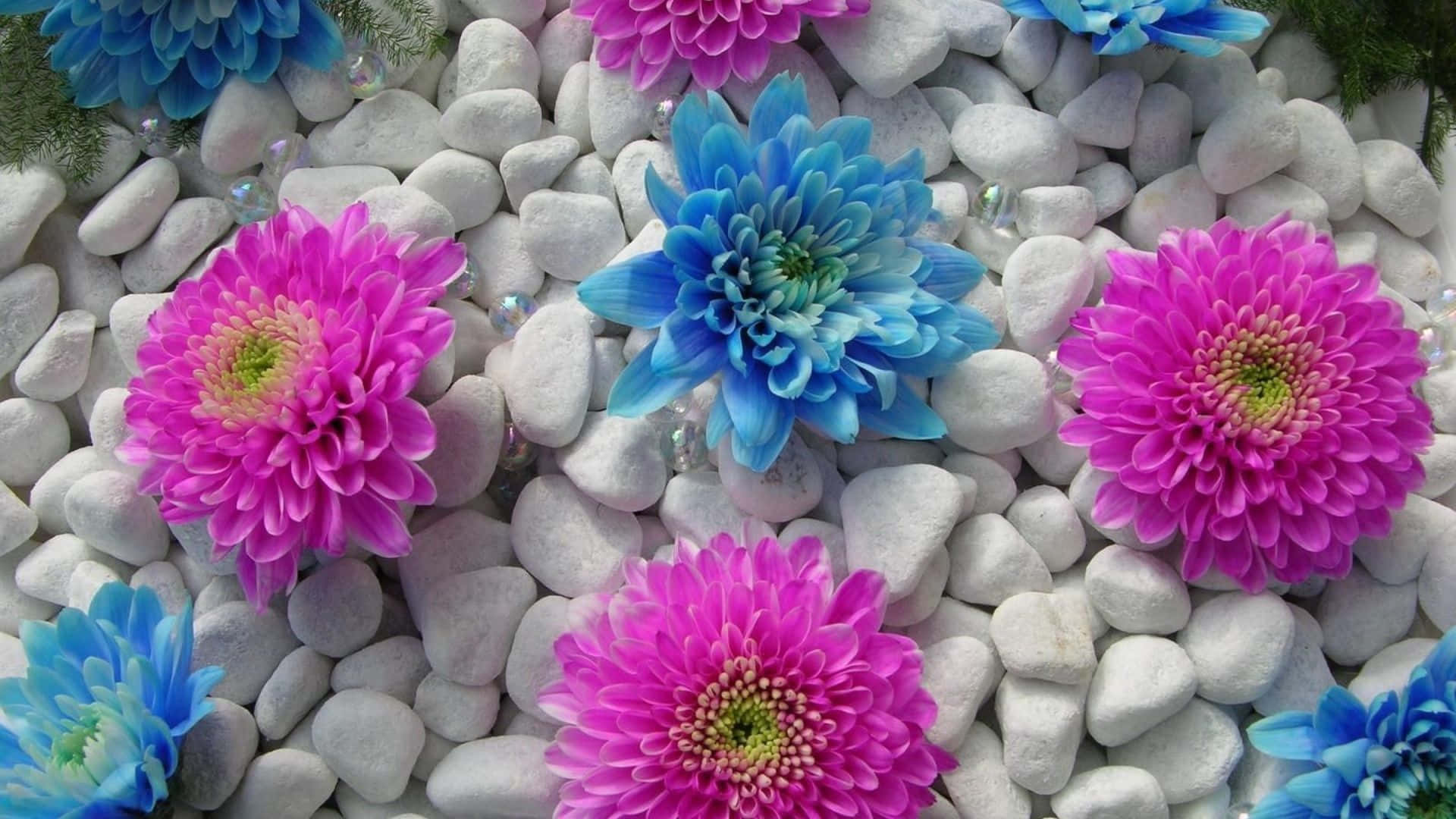 Flowers Laptop 桌布 壁紙 — 鮮豔的粉紅色和藍色菊花在光滑的白色鵝卵石上盛開，散落著透明珠子。