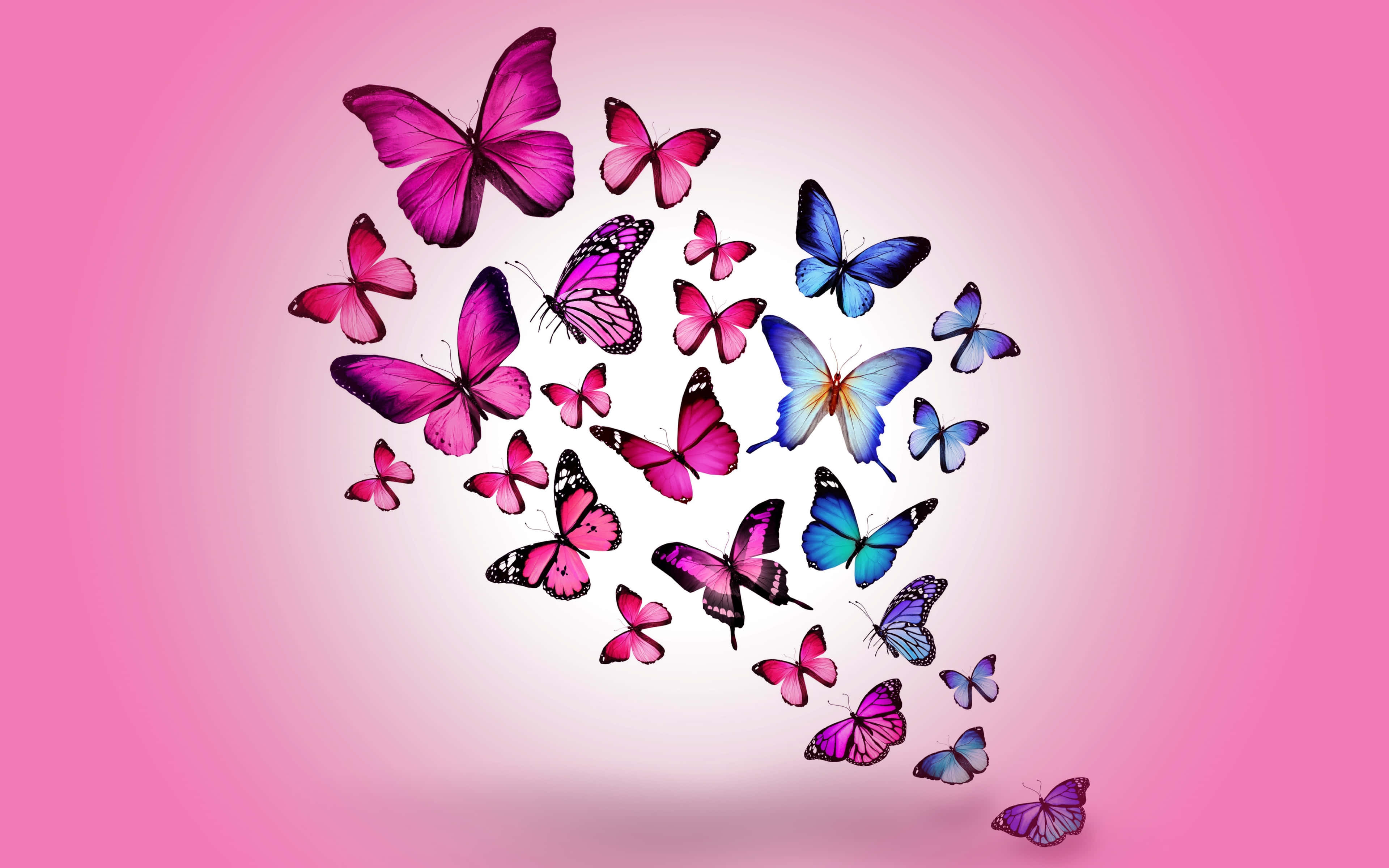 Butterfly Art 桌布 壁紙 — 鮮豔的粉紅色和藍色蝴蝶在柔和的粉紅色漸層背景上旋轉成心形。