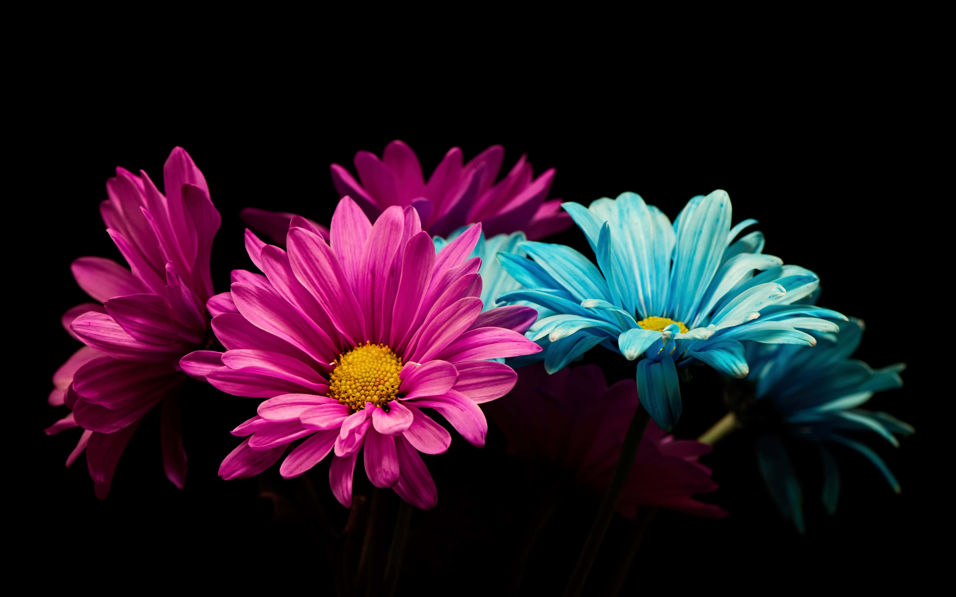 Colorful Daisies 桌布 壁紙 — 鮮豔的粉紅色和藍色雛菊，黃色花心，在純黑色背景下盛開。