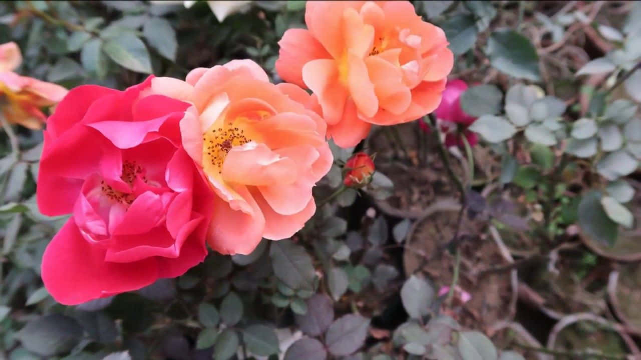 Flowers Laptop 桌布 壁紙 — 鮮豔的粉紅色和蜜桃色玫瑰在柔和的自然光下，在茂密的綠葉中盛開。