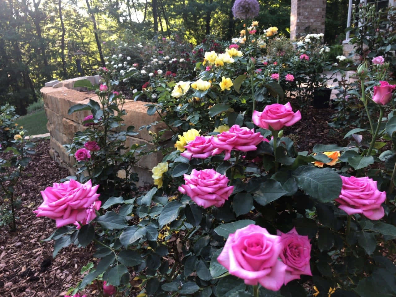 Rose Flower 桌布 壁紙 — 鮮豔的粉紅色和黃色玫瑰在陽光普照的花園裡，在石牆旁邊茂盛地綻放，背景有綠色樹葉。