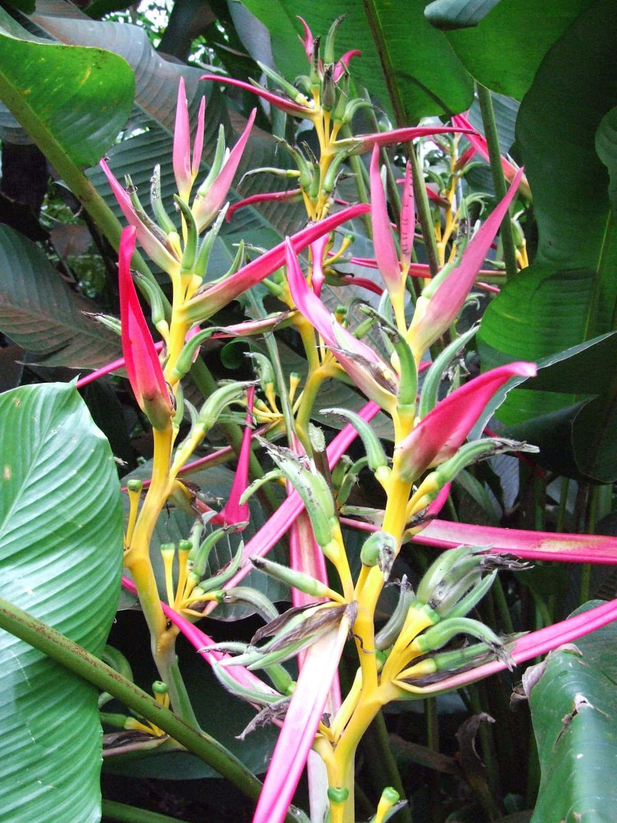 熱帶赫蕉花，粉紅色花瓣和黃色莖，被大綠葉包圍。 — 綠色自然 壁紙
