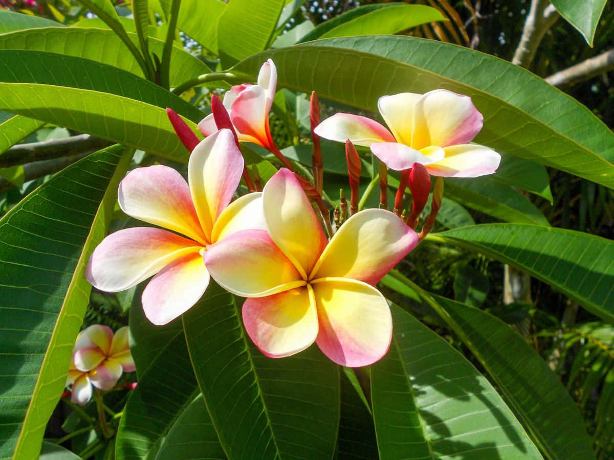 Flowers 桌布 壁紙 — 鮮豔的粉紅色和黃色雞蛋花在明亮的陽光下，在茂密的綠葉中盛開。
