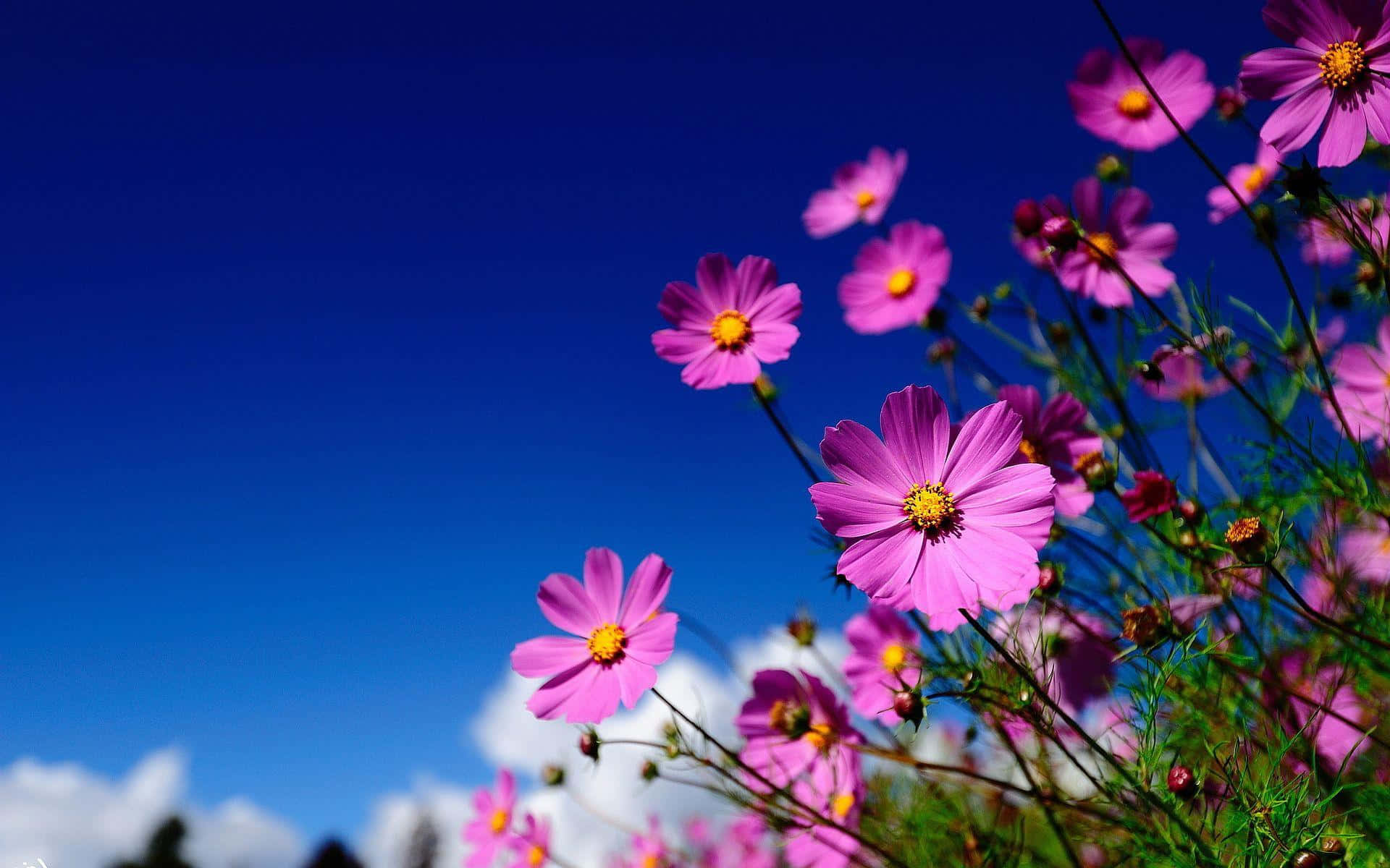 Wildflowers 桌布 壁紙 — 鮮豔的粉紅色大波斯菊花在深藍色的天空下盛開，天空中有蓬鬆的白雲。