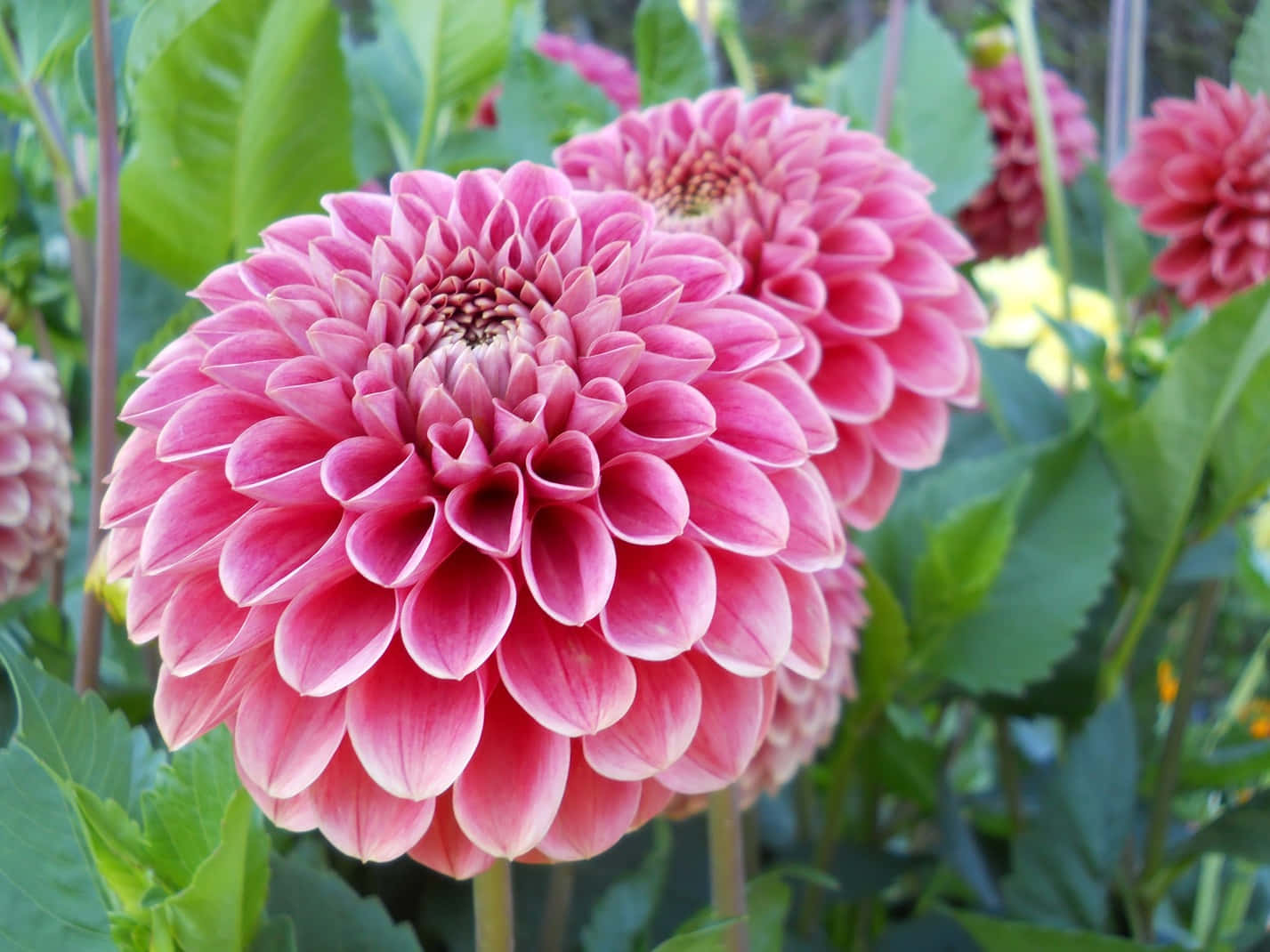 Dahlia 桌布 壁紙 — 鮮豔的粉紅色大理花，層層疊疊的花瓣，在陽光普照的花園中，與茂密的綠葉形成鮮明對比。