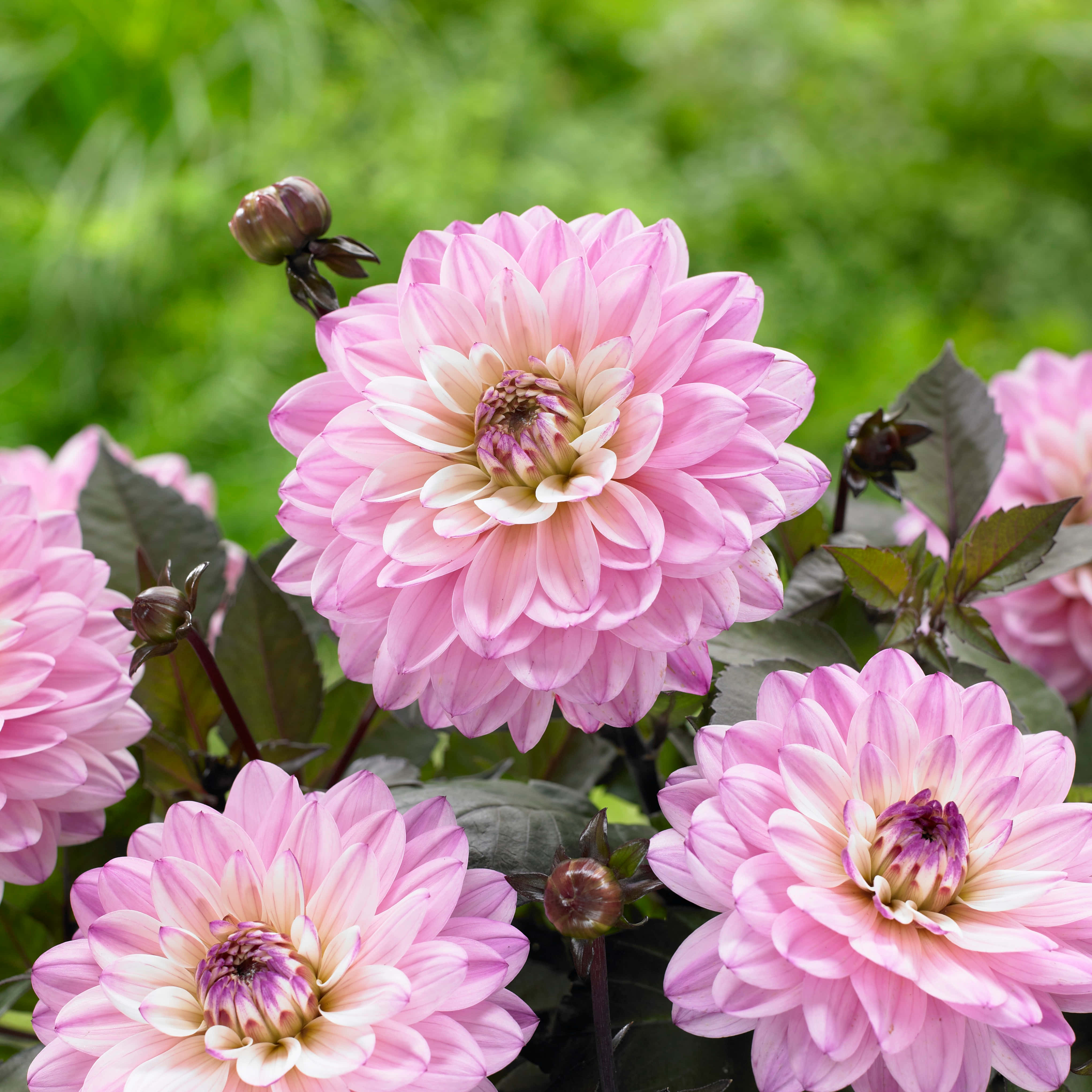 Dahlia 桌布 壁紙 — 鮮豔的粉紅色大理花，花瓣層層疊疊，花心深色，在柔和自然光下與茂密的綠葉形成鮮明對比。