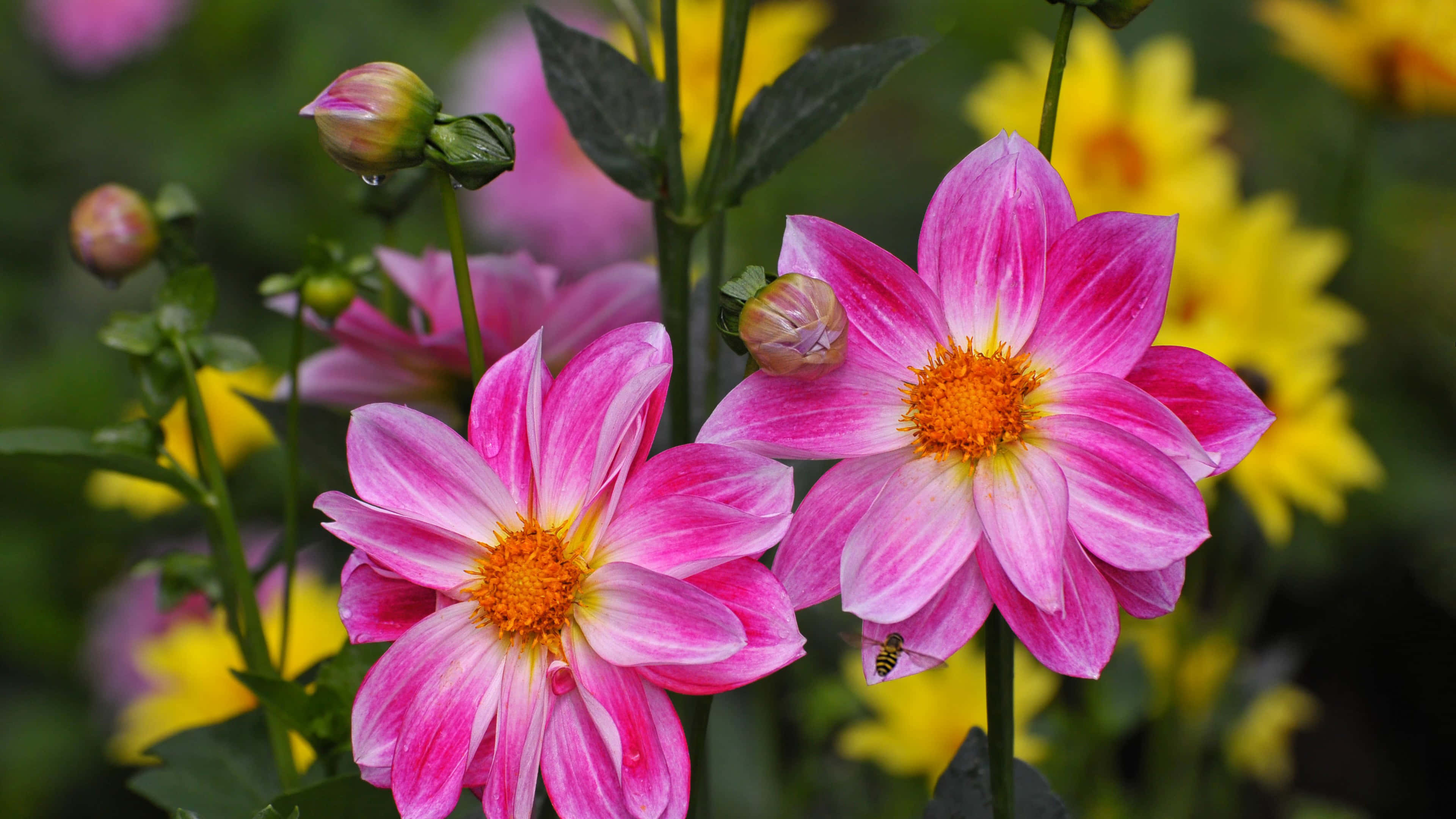 Dahlia 桌布 壁紙 — 鮮豔的粉紅色大麗花，帶有橙色中心和露珠，在黃色花朵和綠色莖的柔焦背景下脫穎而出。
