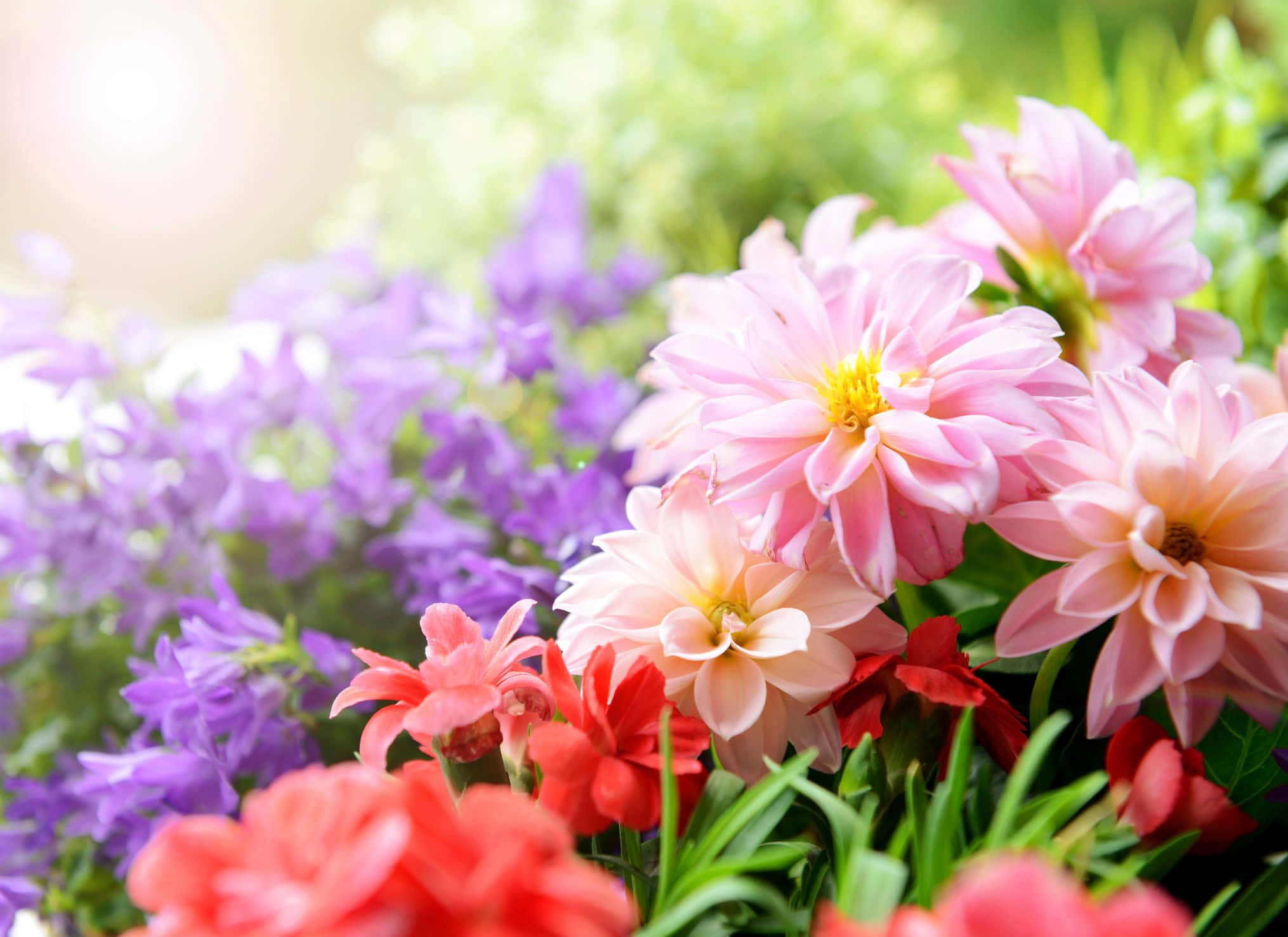 Flowers 桌布 壁紙 — 鮮豔的粉紅色大麗花，帶有紫色和紅色的花朵，在明亮的陽光下柔和對焦。