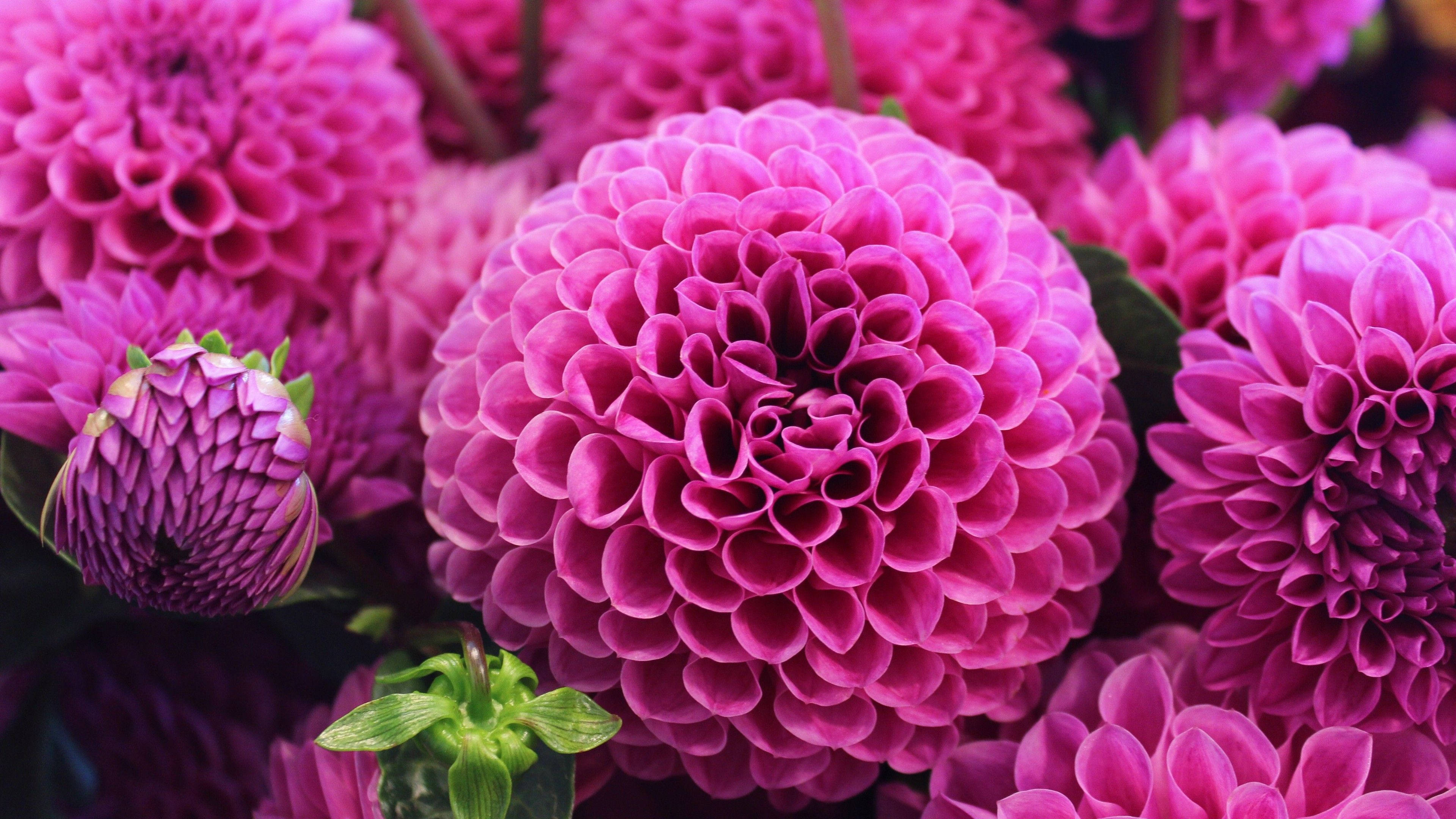 Dahlia 桌布 壁紙 — 鮮豔的粉紅色大麗花盛開，帶有複雜的分層花瓣和綠色莖幹，呈現茂密的特寫。