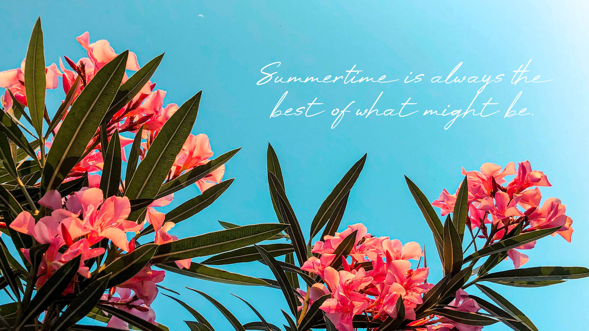 Summer Aesthetic 桌布 壁紙 — 鮮豔的粉紅色夾竹桃花朵與深綠色葉子，襯托著清澈的藍天，並配有優雅的草書文字。