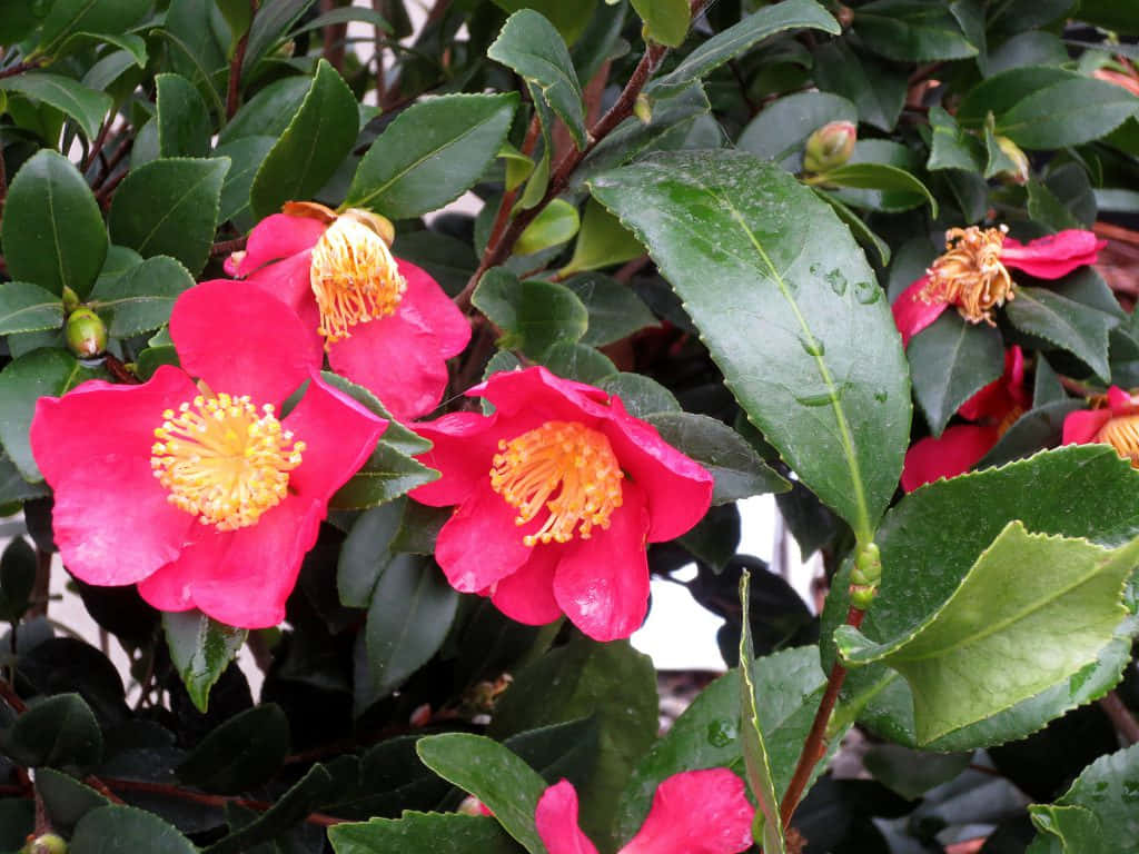 Camellia Sasanqua 桌布 壁紙 — 鮮豔的粉紅色山茶花，金色雄蕊藏在閃亮的綠葉之間，露珠閃爍。