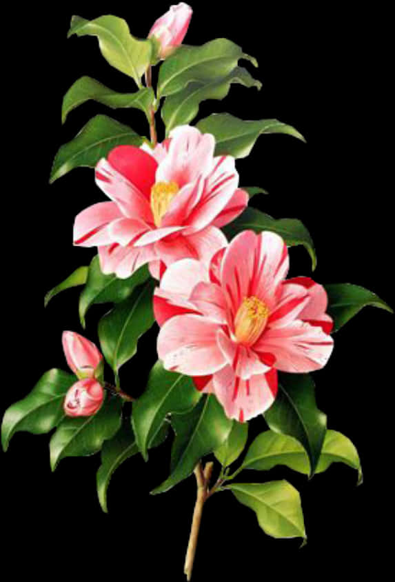 Pink Flowers 桌布 壁紙 — 鮮豔的粉紅色山茶花，黃色花心，在光澤的綠葉間盛開，背景是純黑色。