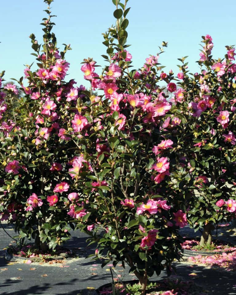 Camellia Sasanqua 桌布 壁紙 — 鮮豔的粉紅色山茶花叢在清澈的藍天下茂盛綻放，在深色地面上投下斑駁的陰影。