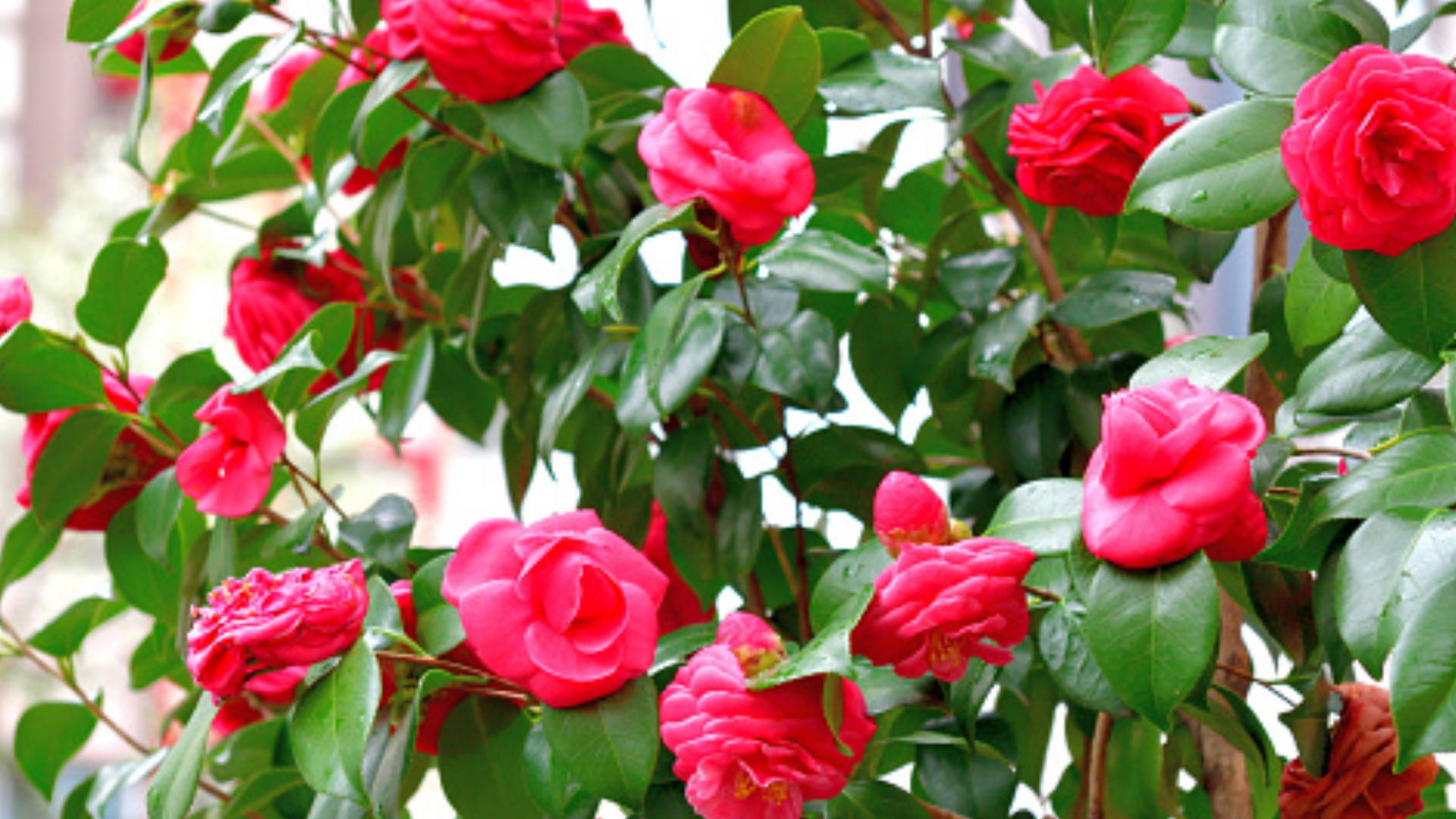 Camellia 桌布 壁紙 — 鮮豔的粉紅色山茶花和光澤的綠葉在茂密的花園特寫中充滿畫面。