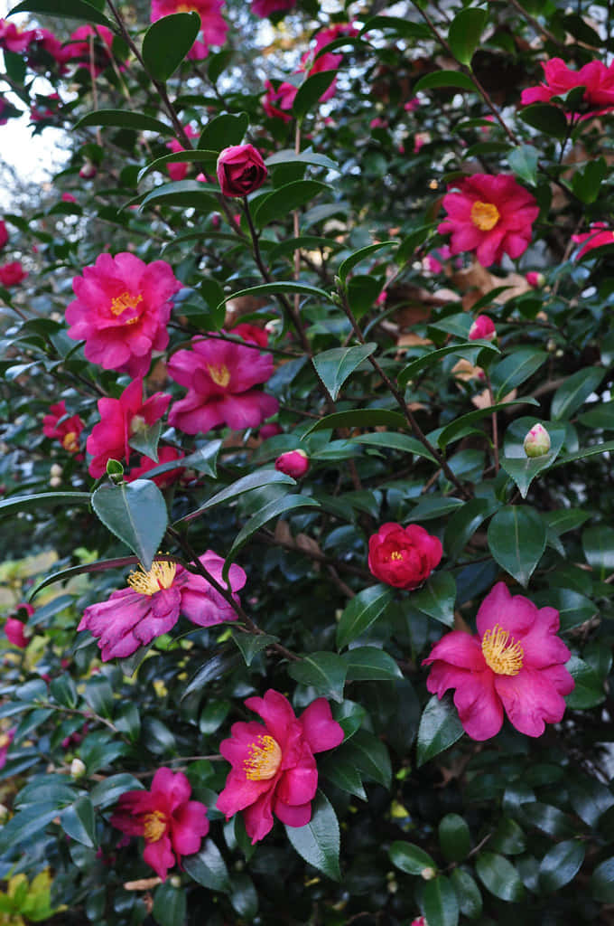 Camellia Sasanqua 桌布 壁紙 — 鮮豔的粉紅色山茶花帶有黃色花心，在茂密的花園場景中，在光澤的綠葉間盛開。