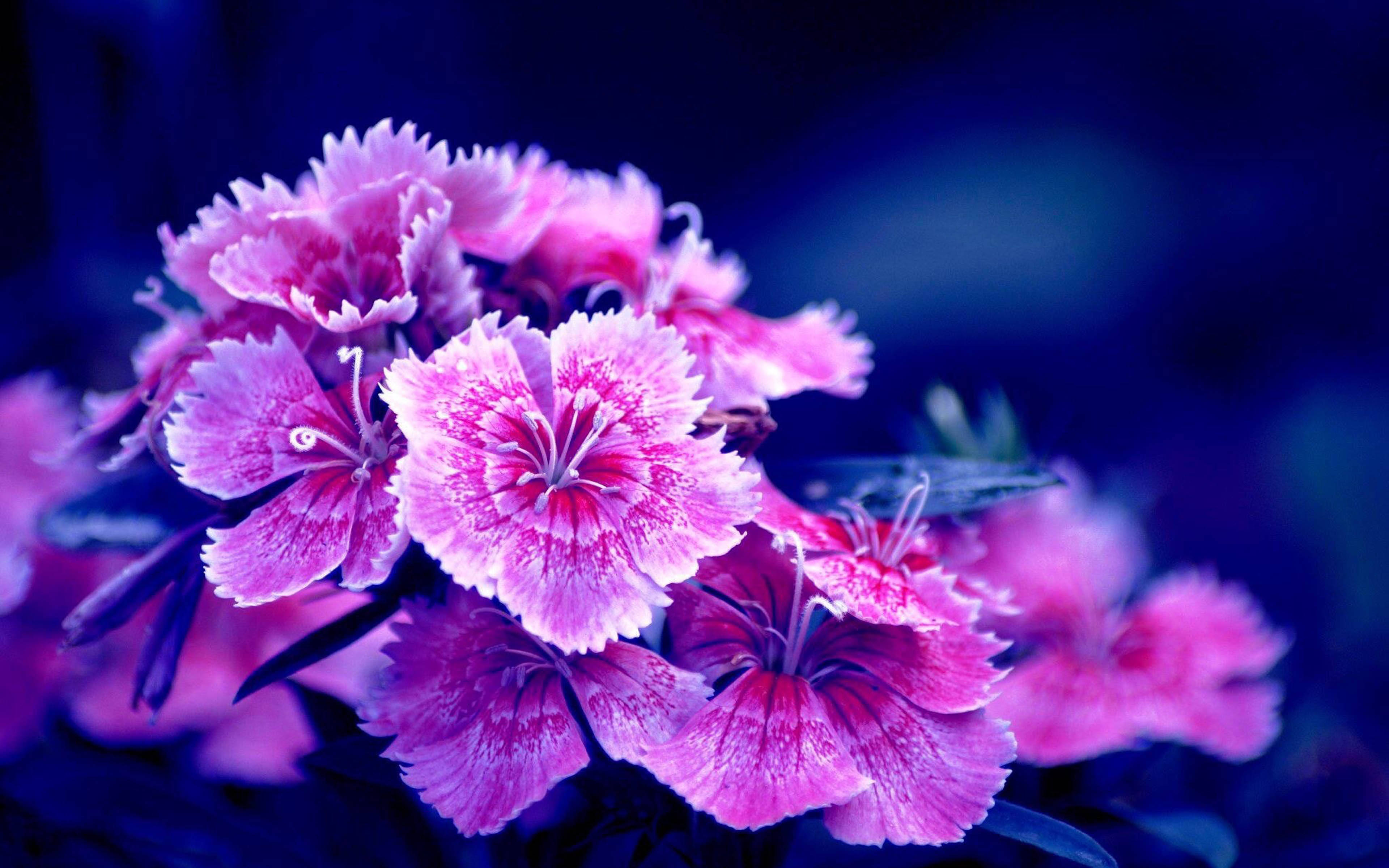 康乃馨 桌布 壁紙 — 鮮豔的粉紅色康乃馨，帶有流蘇狀花瓣，在深藍色模糊背景中閃耀。