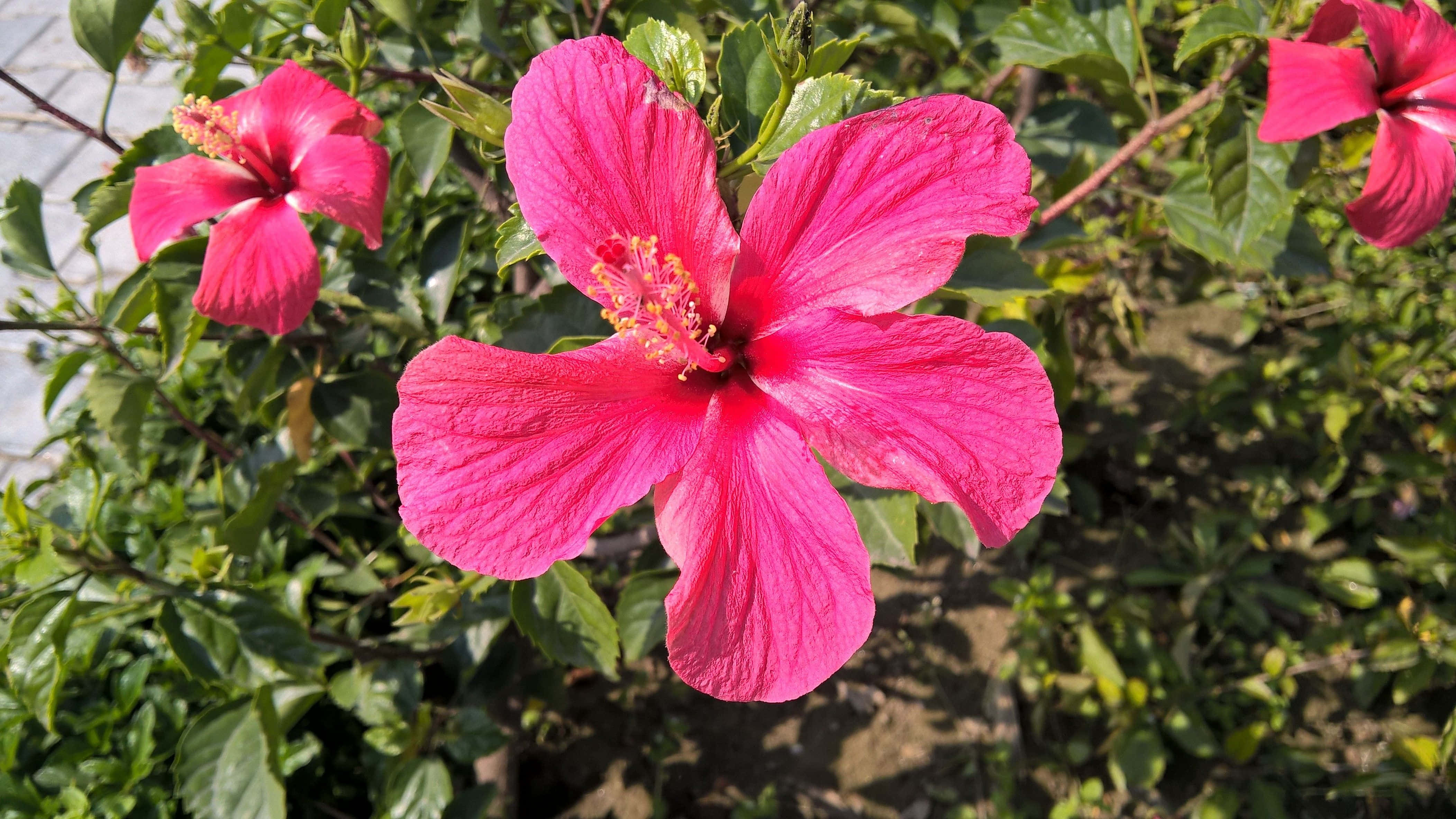 粉紅色 桌布 壁紙 — 鮮豔的粉紅色木槿花與黃色雄蕊在明亮陽光下，在茂密綠葉襯托下格外突出。