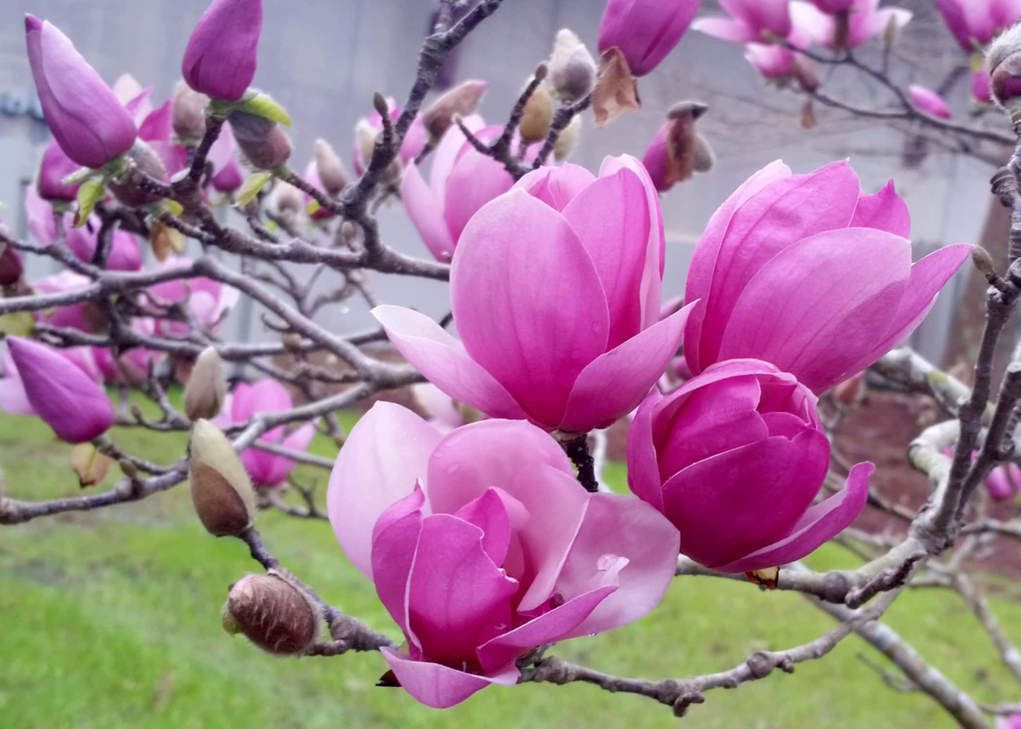 Magnolia 桌布 壁紙 — 鮮豔的粉紅色木蘭花在光禿禿的樹枝上盛開，背景是柔和的綠色草坪和模糊的灰色牆壁。