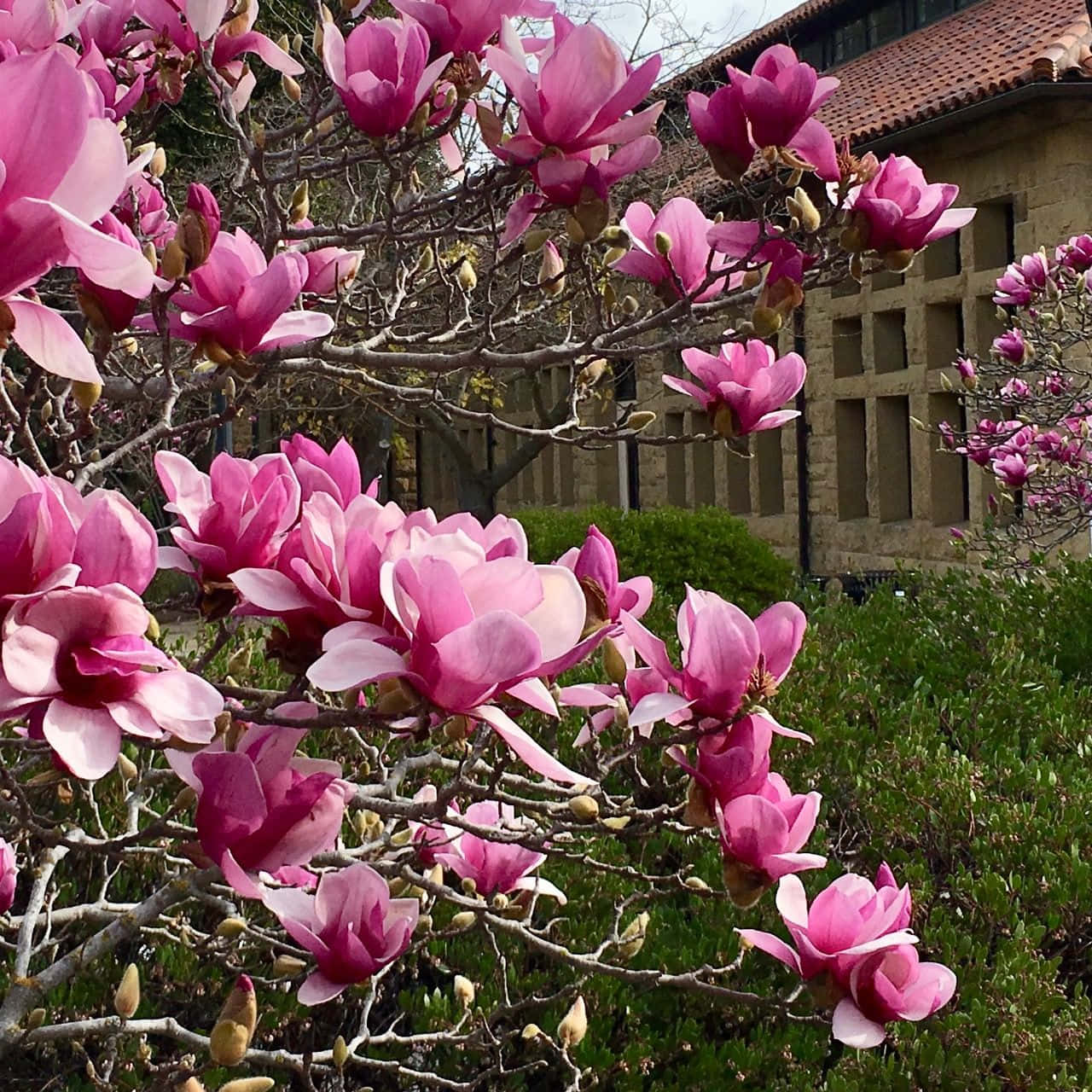 Magnolia 桌布 壁紙 — 鮮豔的粉紅色木蘭花在紅瓦石建築前的光禿樹枝上密集盛開。