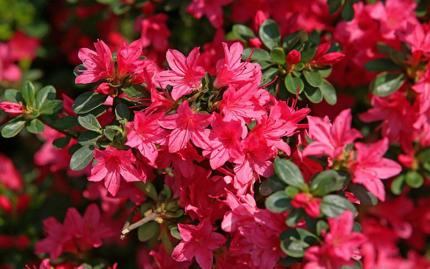Flowers Laptop 桌布 壁紙 — 鮮豔的粉紅色杜鵑花在明亮的陽光下密集地簇擁在光澤的綠葉之間。
