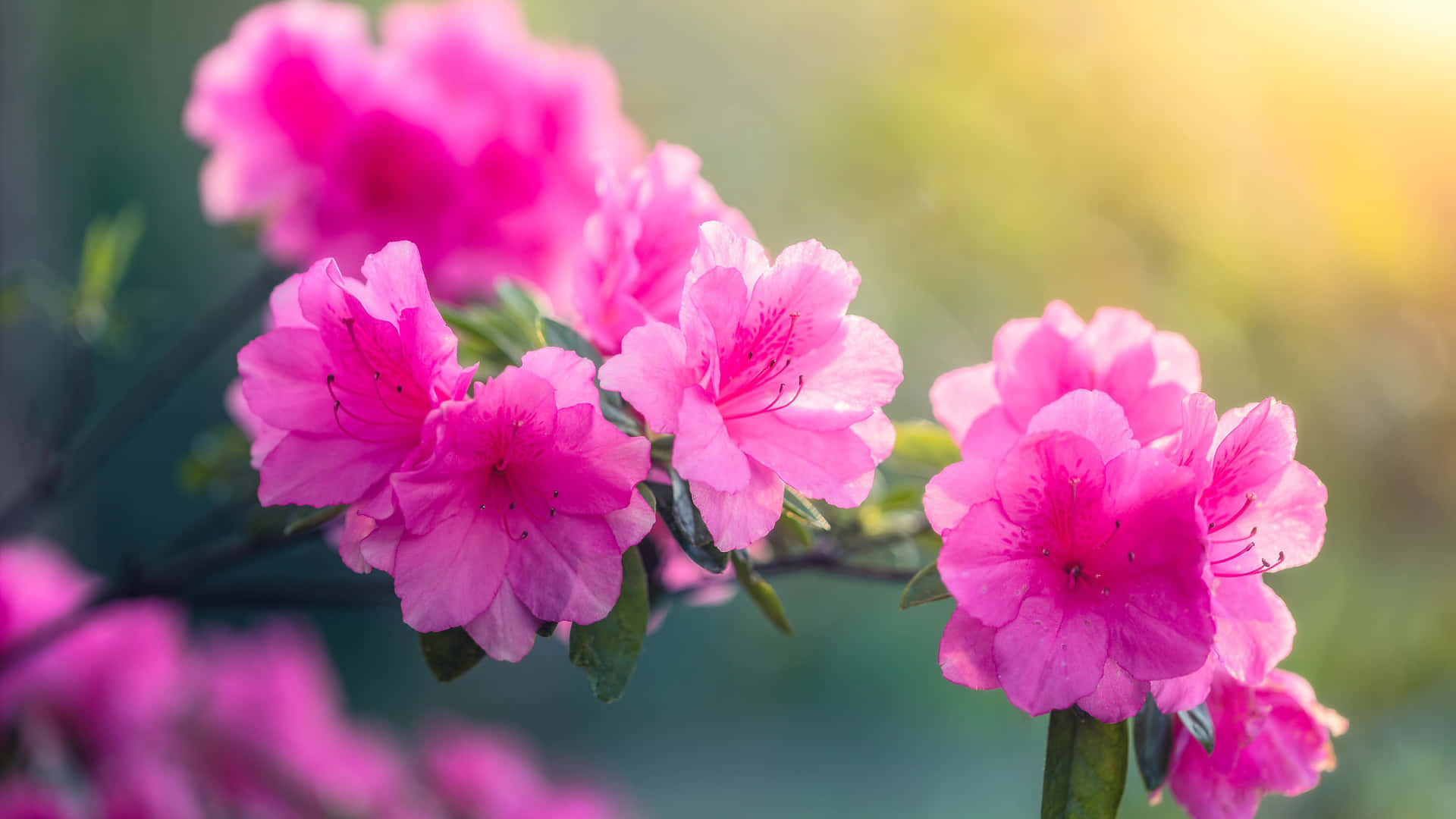 1920 X 1080 Flower 桌布 壁紙 — 鮮豔的粉紅色杜鵑花在柔和模糊的綠色和金色光線背景下盛開。