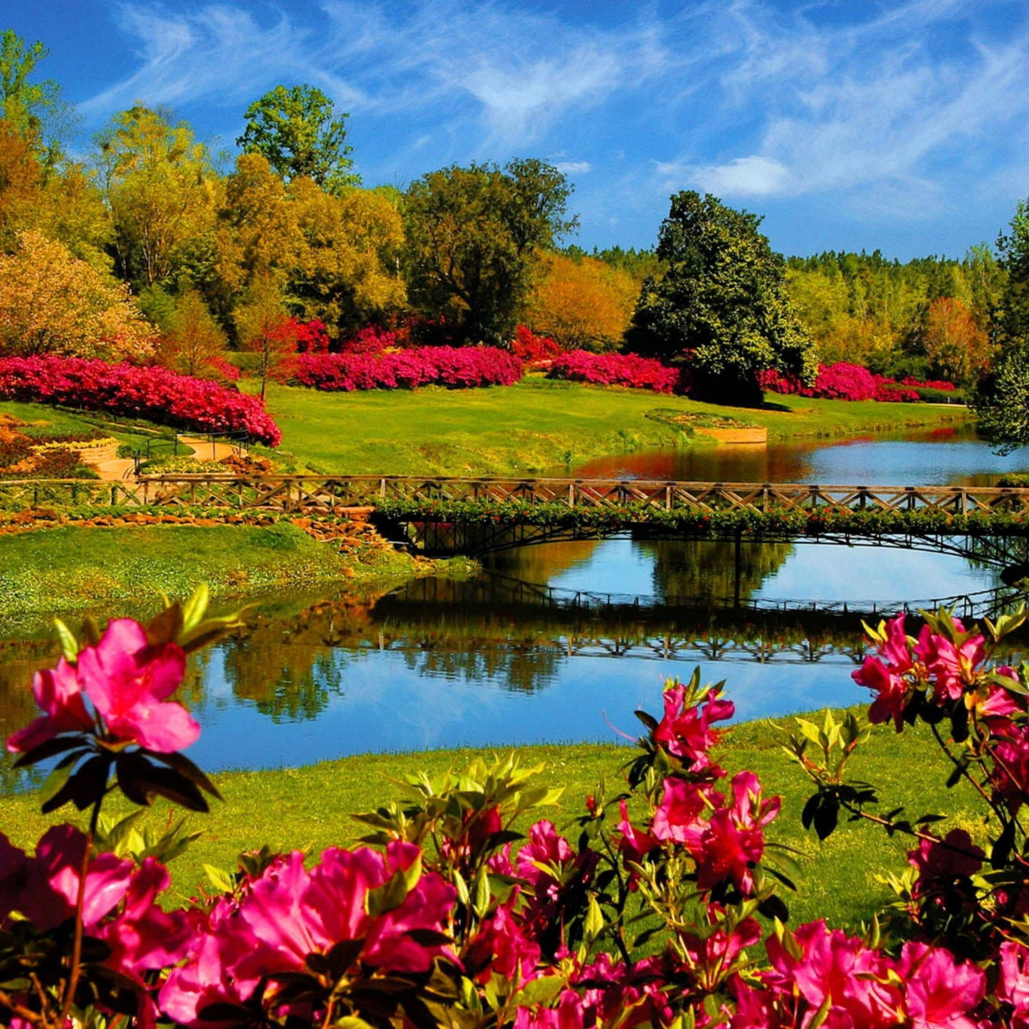 Most Beautiful Spring 桌布 壁紙 — 鮮豔的粉紅色杜鵑花沿著寧靜的池塘盛開，池塘上有一座木橋，上方是明亮的藍天，點綴著縷縷白雲。