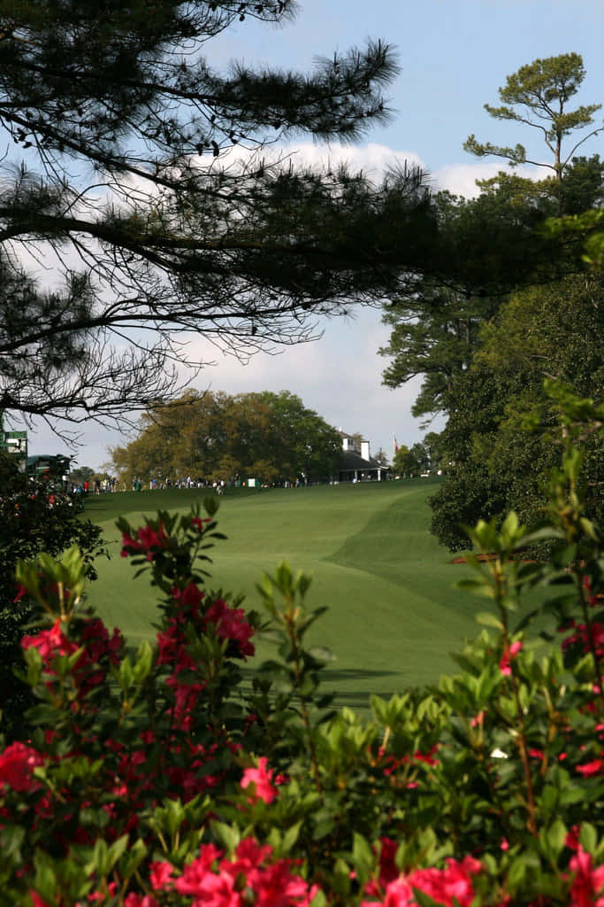 Augusta National iPhone 桌布 壁紙 — 鮮豔的粉紅色杜鵑花環繞著一片翠綠的高爾夫球場，上方是晴朗的藍天，點綴著幾朵白雲。