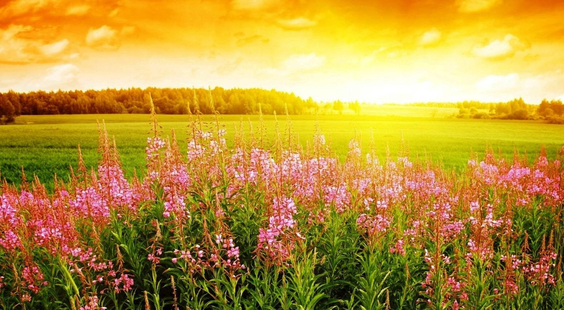Meadow 桌布 壁紙 — 鮮豔的粉紅色柳蘭在前景盛開，背景是金色夕陽下的翠綠田野和遠處的森林。