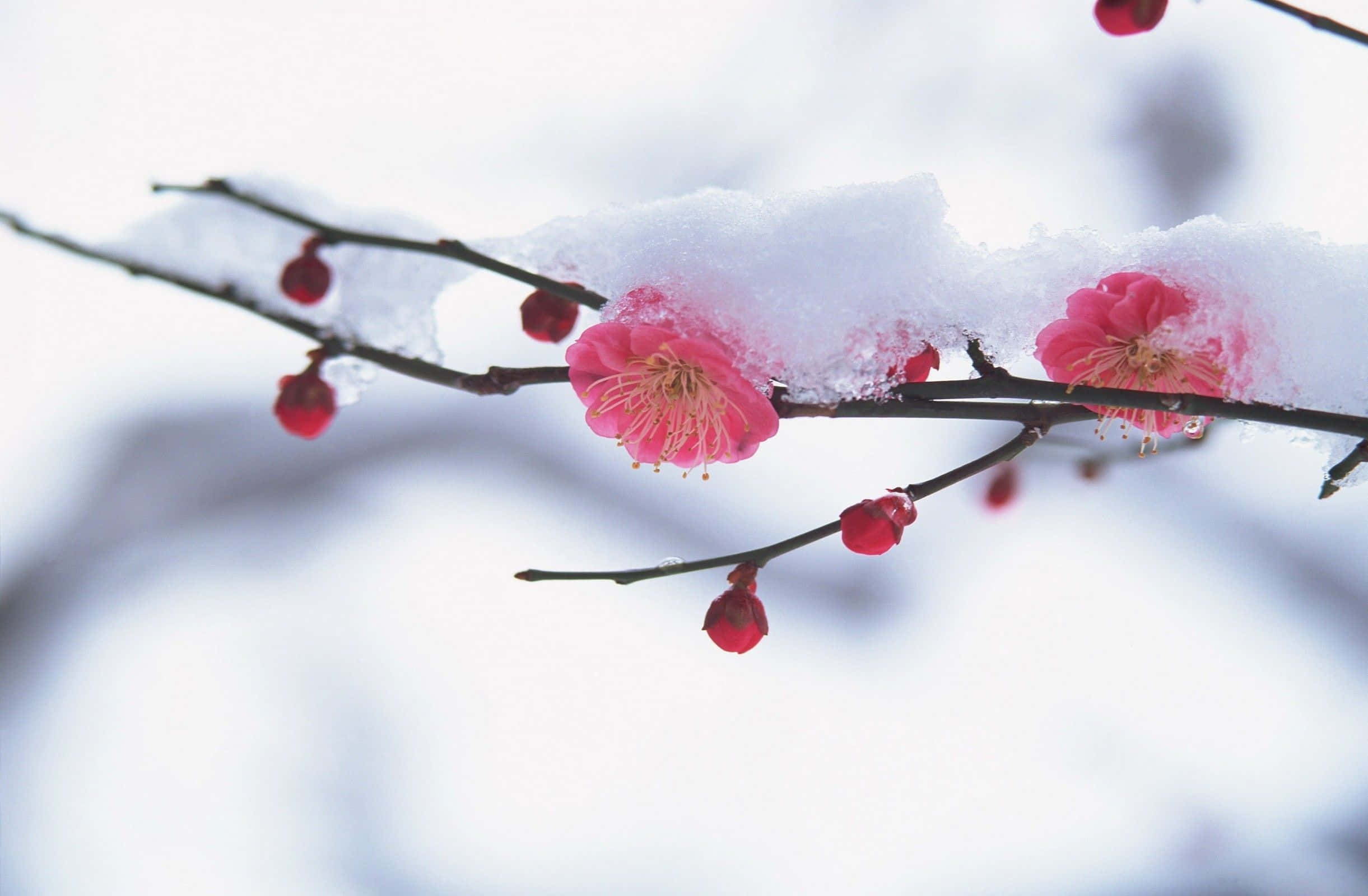 Winter Flowers 桌布 壁紙 — 鮮豔的粉紅色梅花從深色樹枝上的新雪中探出頭來，映襯著柔和的白色背景。