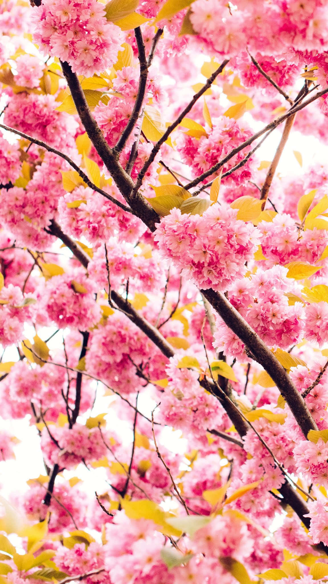 Pink Cherry Blossom 桌布 壁紙 — 鮮豔的粉紅色櫻花在明亮的天空襯托下，密集地盛開在深色樹枝上。