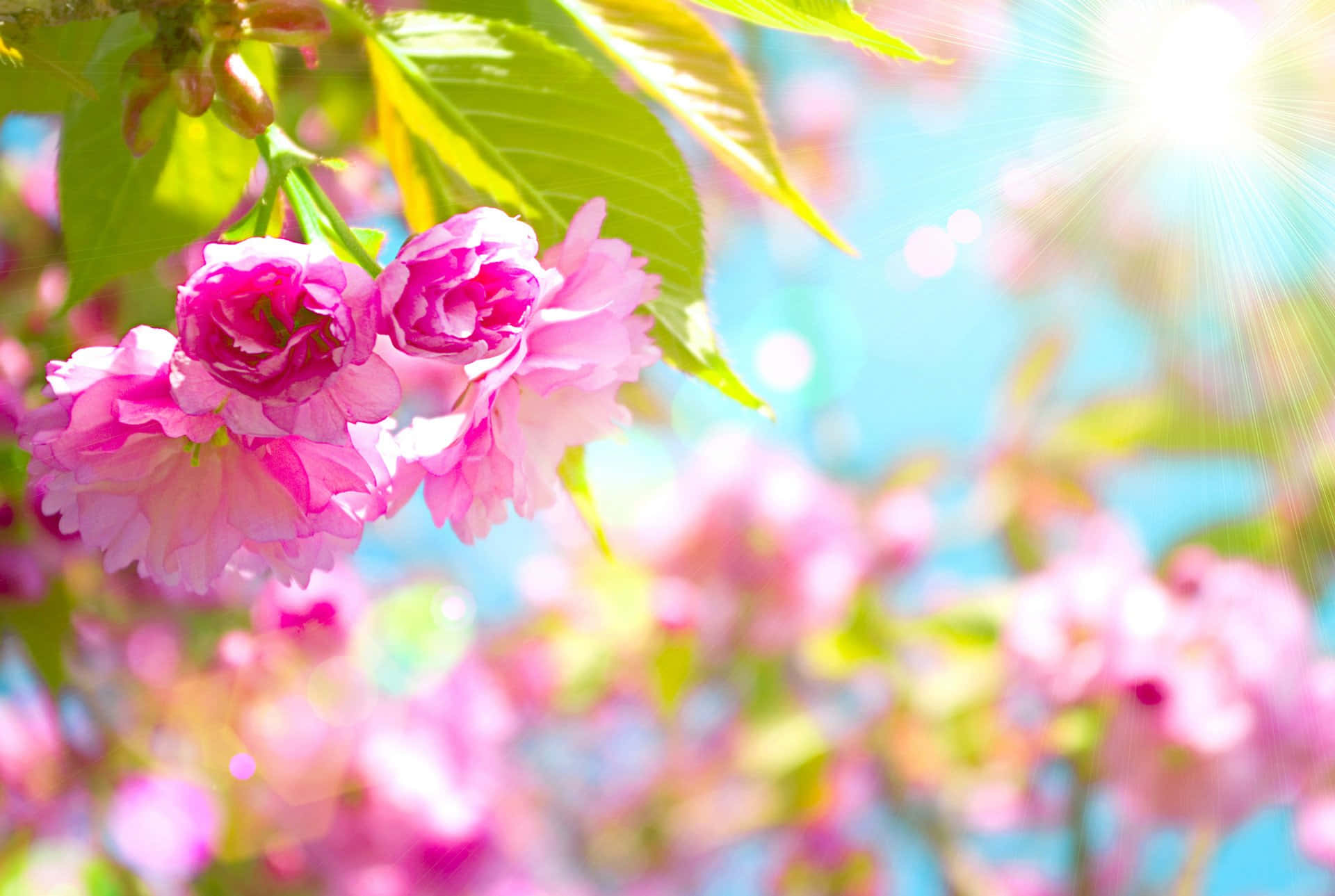 Spring Lights 桌布 壁紙 — 鮮豔的粉紅色櫻花在明亮的藍天下盛開，陽光穿過綠葉照射下來。