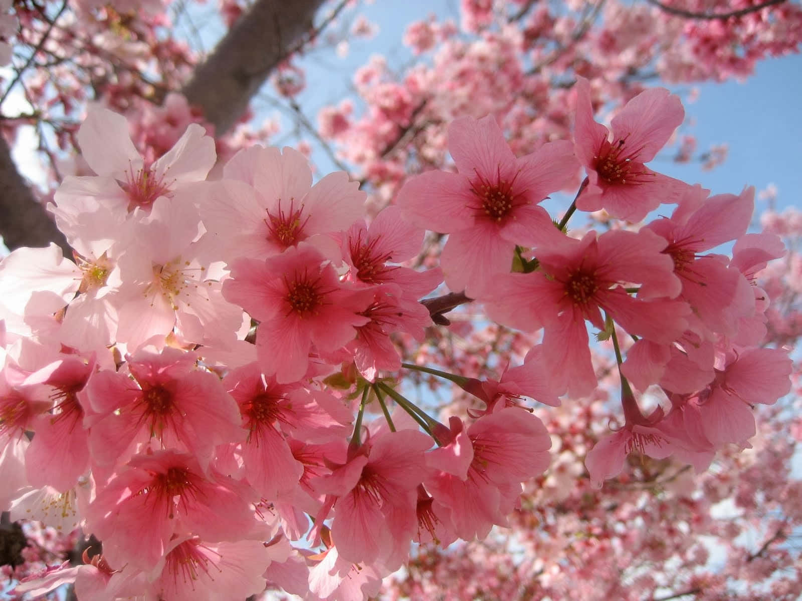 Sakura 桌布 壁紙 — 鮮豔的粉紅色櫻花在晴朗的藍天下密集盛開，構成陽光明媚的春日景象。