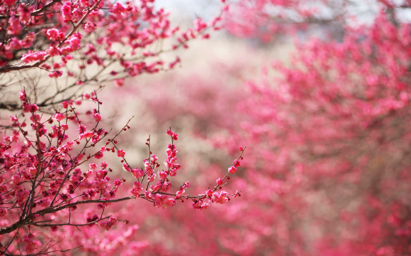 Pink Cherry Blossom 桌布 壁紙 — 鮮豔的粉紅色櫻花在柔和的模糊背景下，在纖細的樹枝上密集綻放。