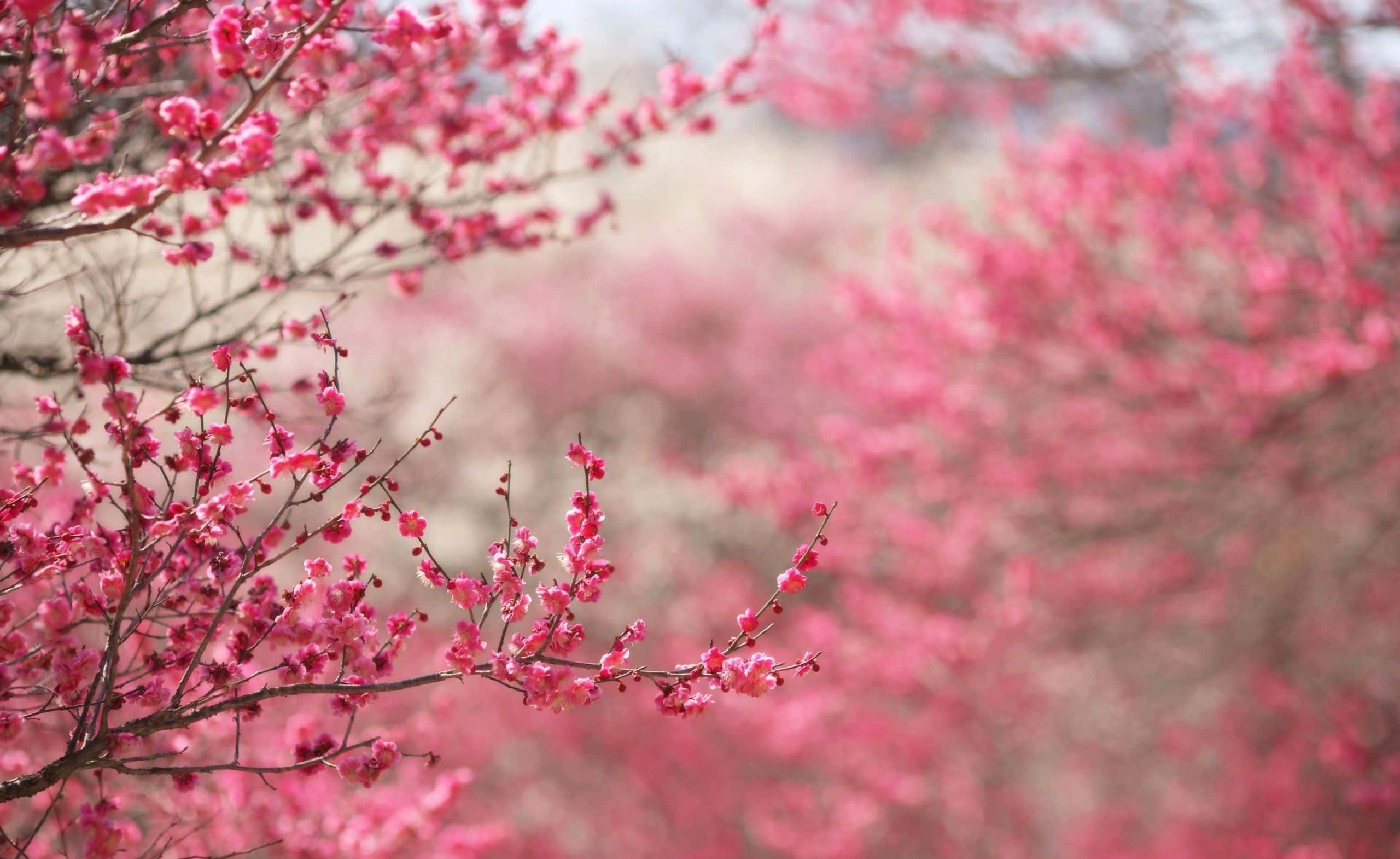 Cherry Blossom Tree 桌布 壁紙 — 鮮豔的粉紅色櫻花在柔和的模糊背景下，密集地綻放在纖細的枝條上。