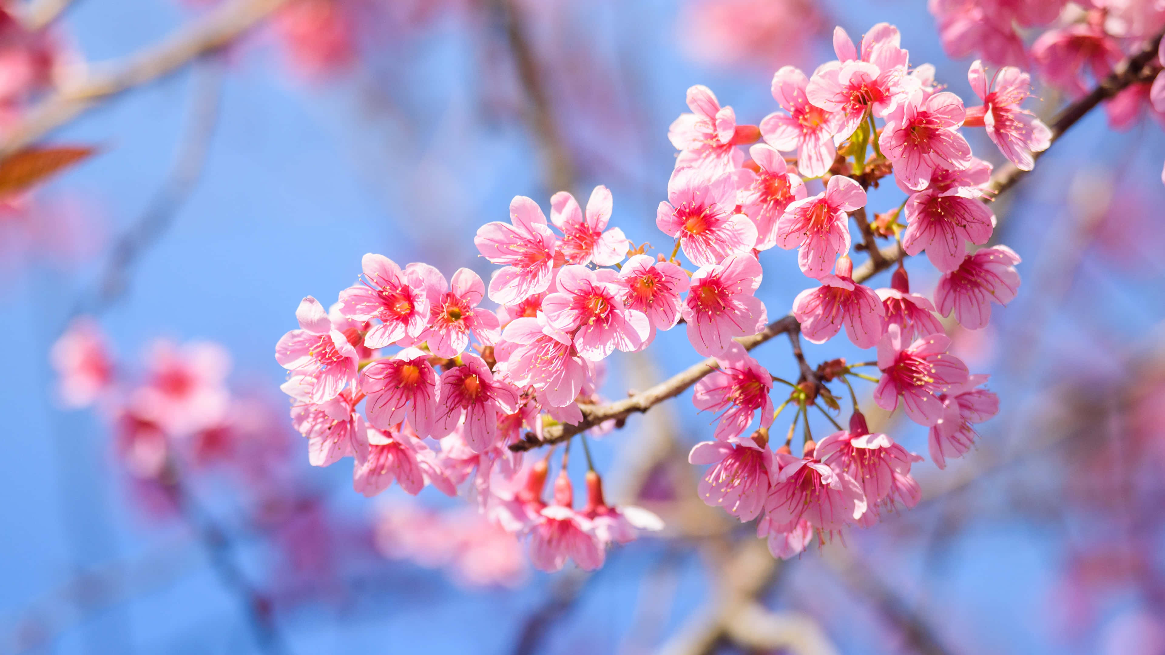 Sakura 桌布 壁紙 — 鮮豔的粉紅色櫻花在樹枝上密集盛開，背景是清澈的藍天和柔和散景。