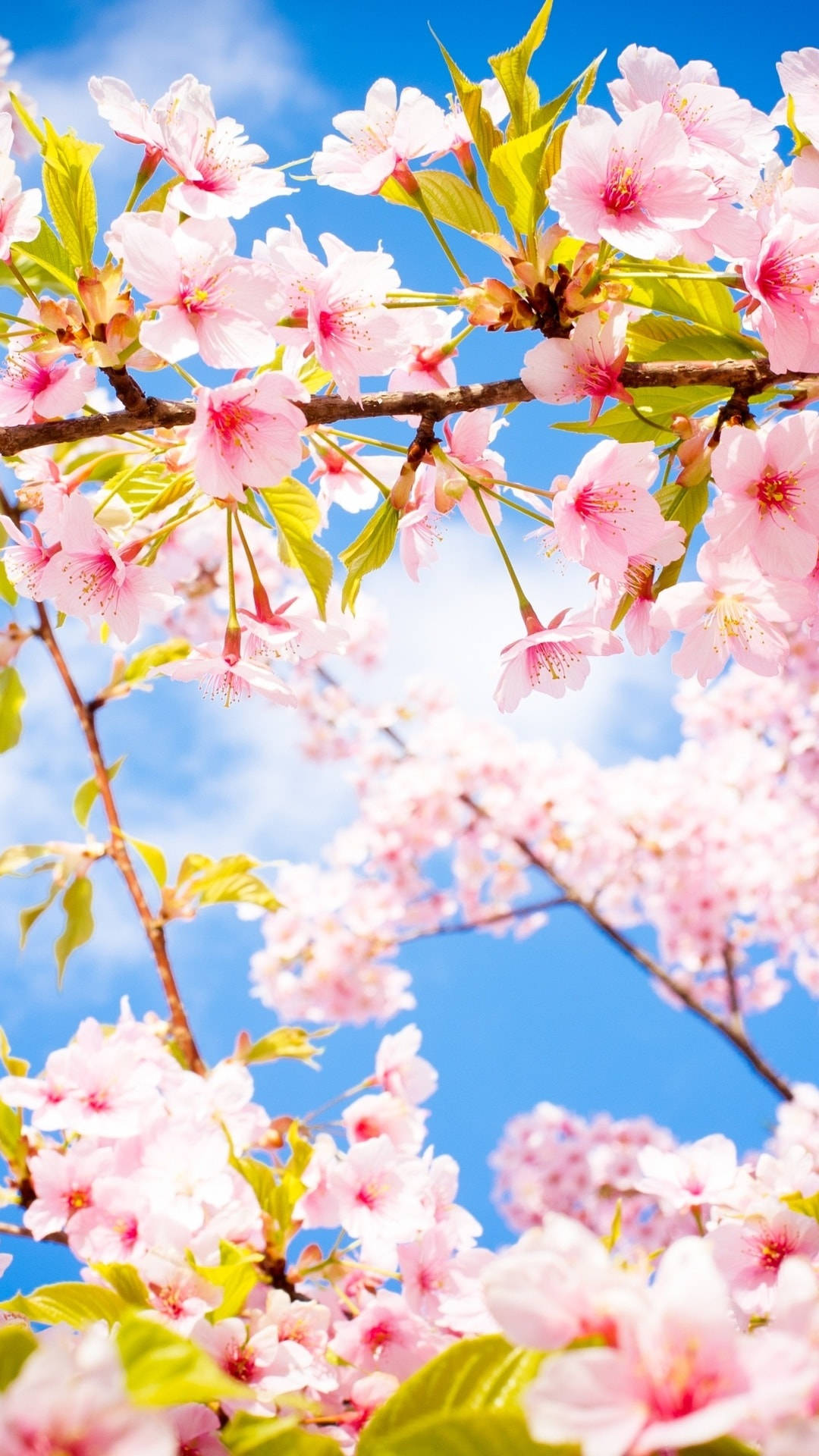 Cherry Blossoms 桌布 壁紙 — 鮮豔的粉紅色櫻花在樹枝上密集盛開，映襯著清澈的藍天和柔軟的白雲。