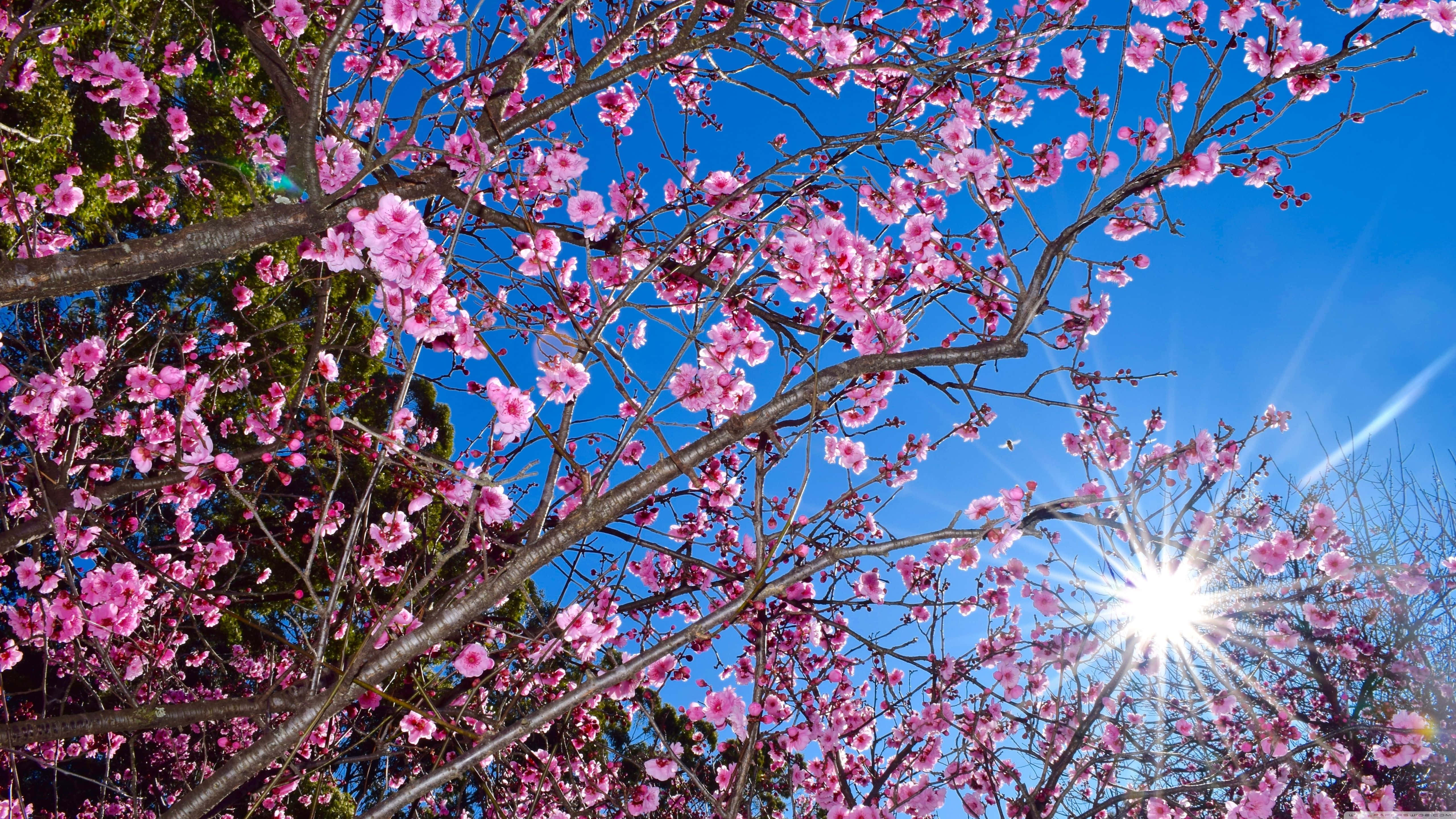 Sakura Flower 桌布 壁紙 — 鮮豔的粉紅色櫻花在樹枝上密集綻放，映襯著晴朗的藍天和明亮的陽光。