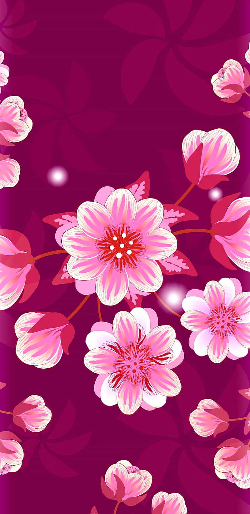 Pink Cherry Blossom 桌布 壁紙 — 鮮豔的粉紅色櫻花在深洋紅色背景上綻放，帶有柔和發光的高光。