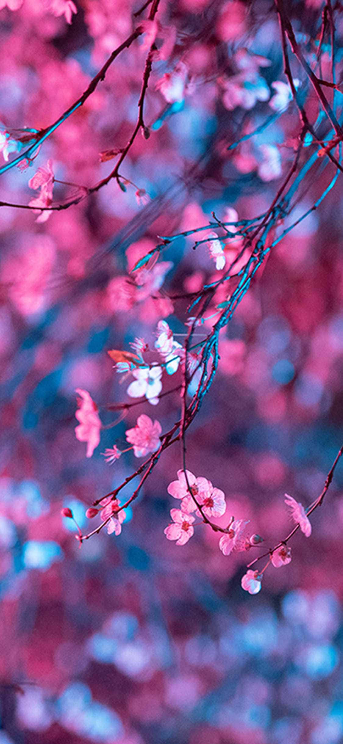 美學 桌布 壁紙 — 鮮豔的粉紅色櫻花在深色樹枝上 delicately 綻放，背景是夢幻的藍色和粉紅色模糊效果。