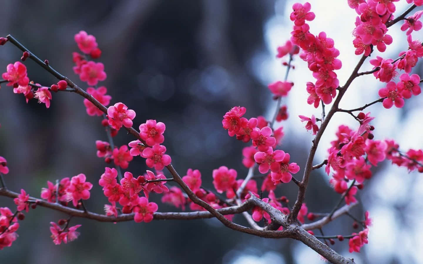 Winter Flowers 桌布 壁紙 — 鮮豔的粉紅色櫻花在深色樹枝上密集綻放，背景是柔和模糊的冬日景色。