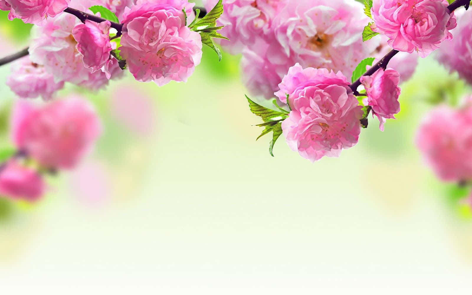 Spring Aesthetic 桌布 壁紙 — 鮮豔的粉紅色櫻花在深色樹枝上密集綻放，背景是柔和模糊的綠色和白色。