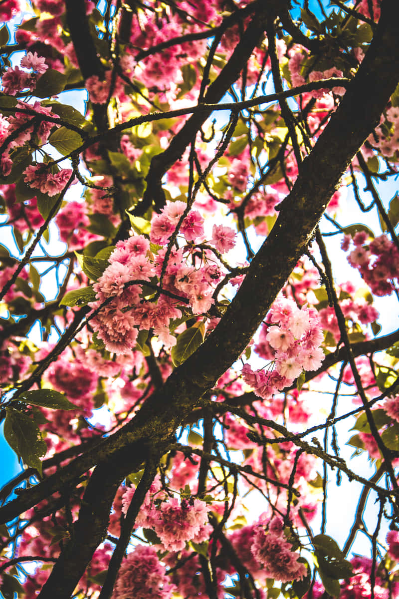 Pink Cherry Blossom 桌布 壁紙 — 鮮豔的粉紅色櫻花在深色樹枝上密集綻放，映襯著明亮的藍天。