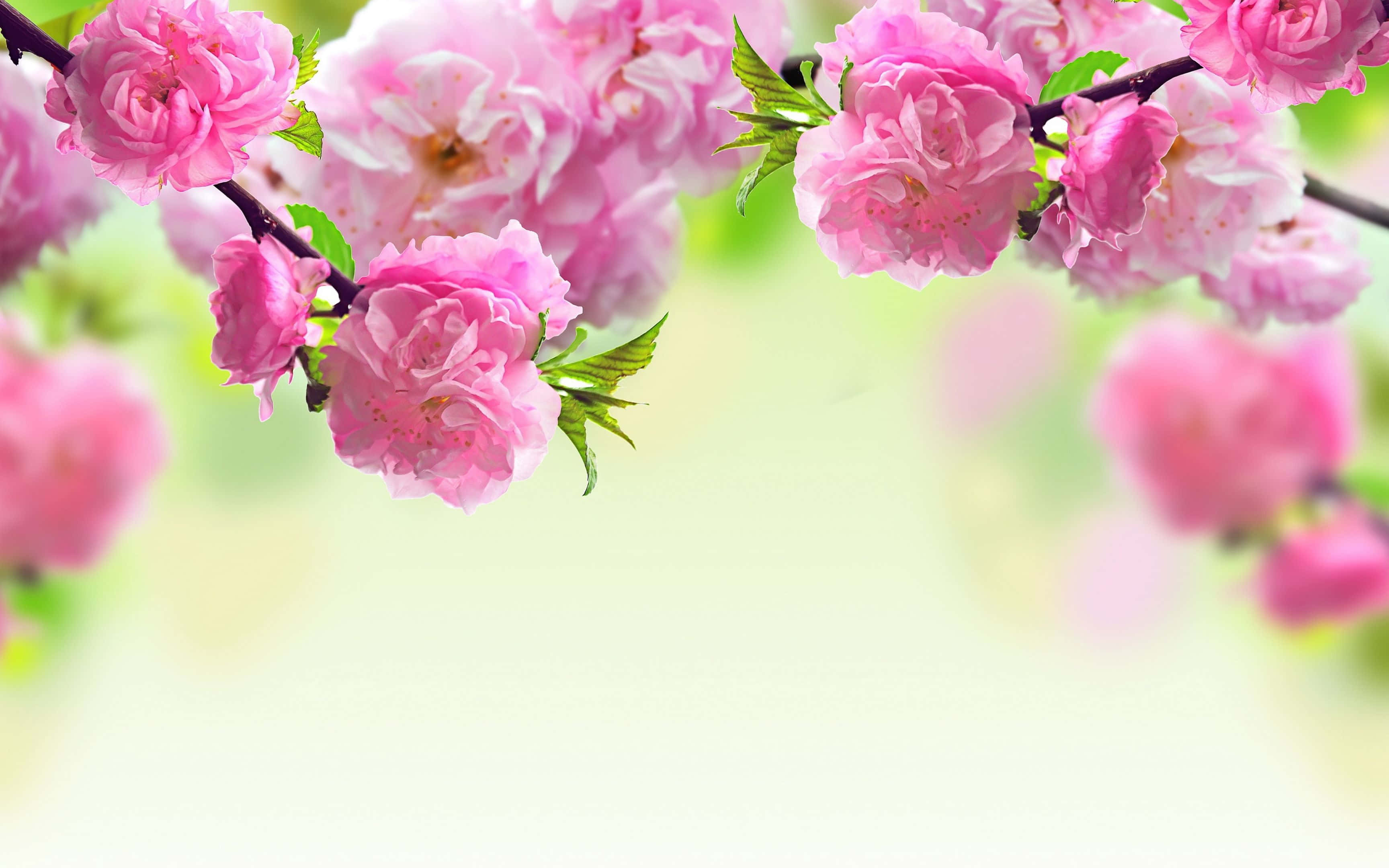Spring Bloom 桌布 壁紙 — 鮮豔的粉紅色櫻花在深色樹枝上密集綻放，背景是柔和模糊的綠色和白色。